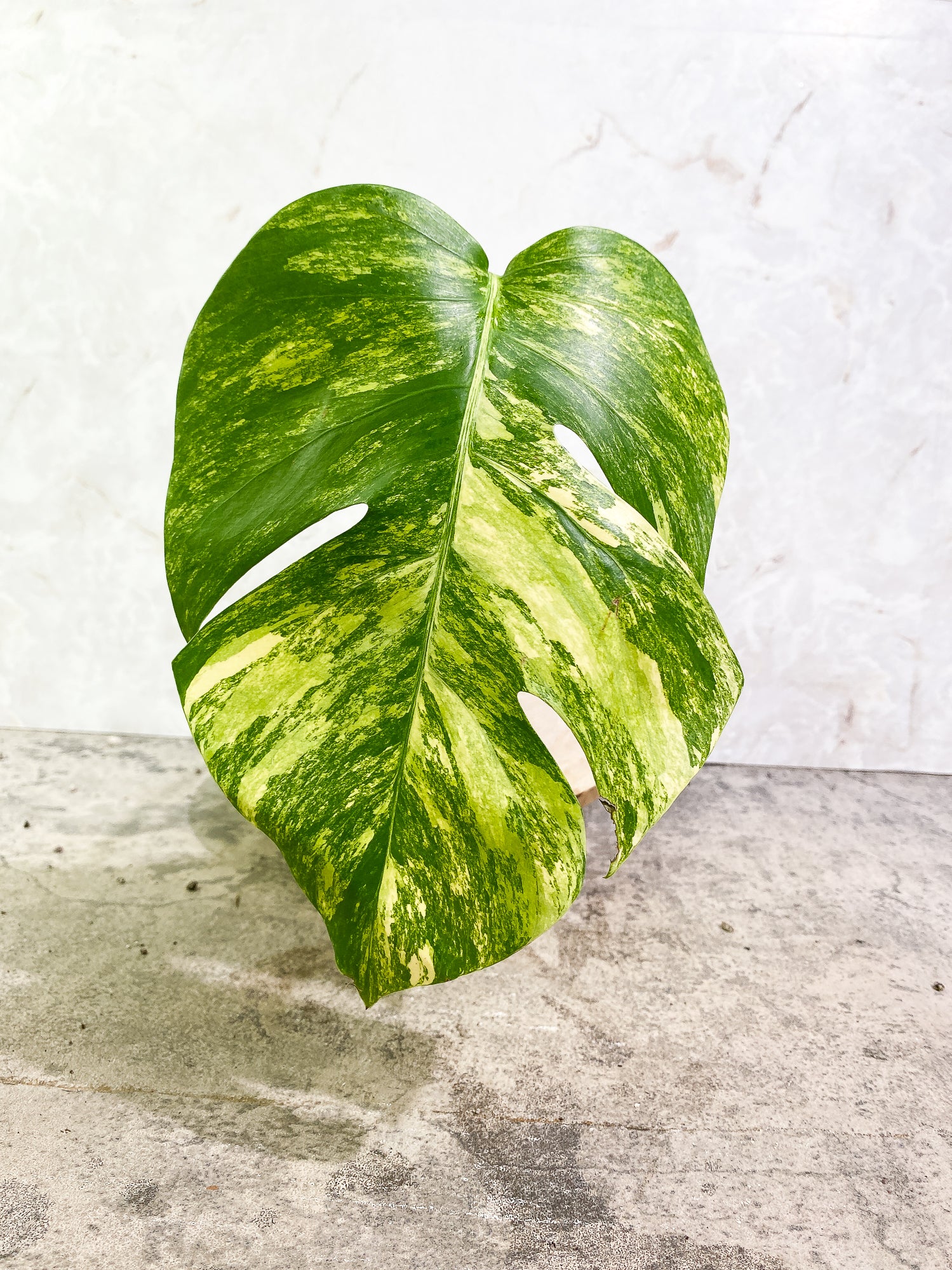 Monstera Aurea 1 leaf slightly rooting