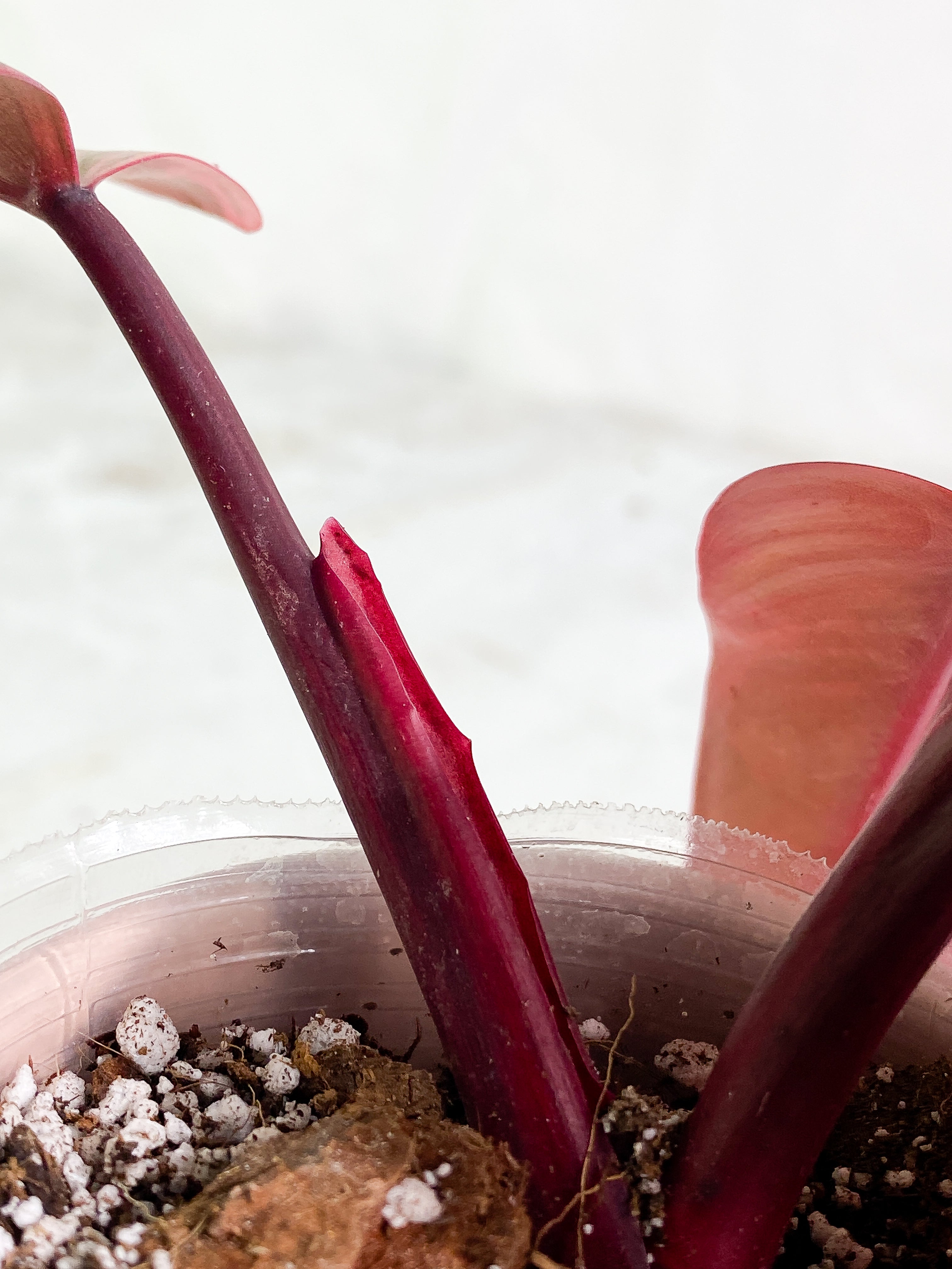 Philodendron Strawberry Shake 3 leaves Rooting