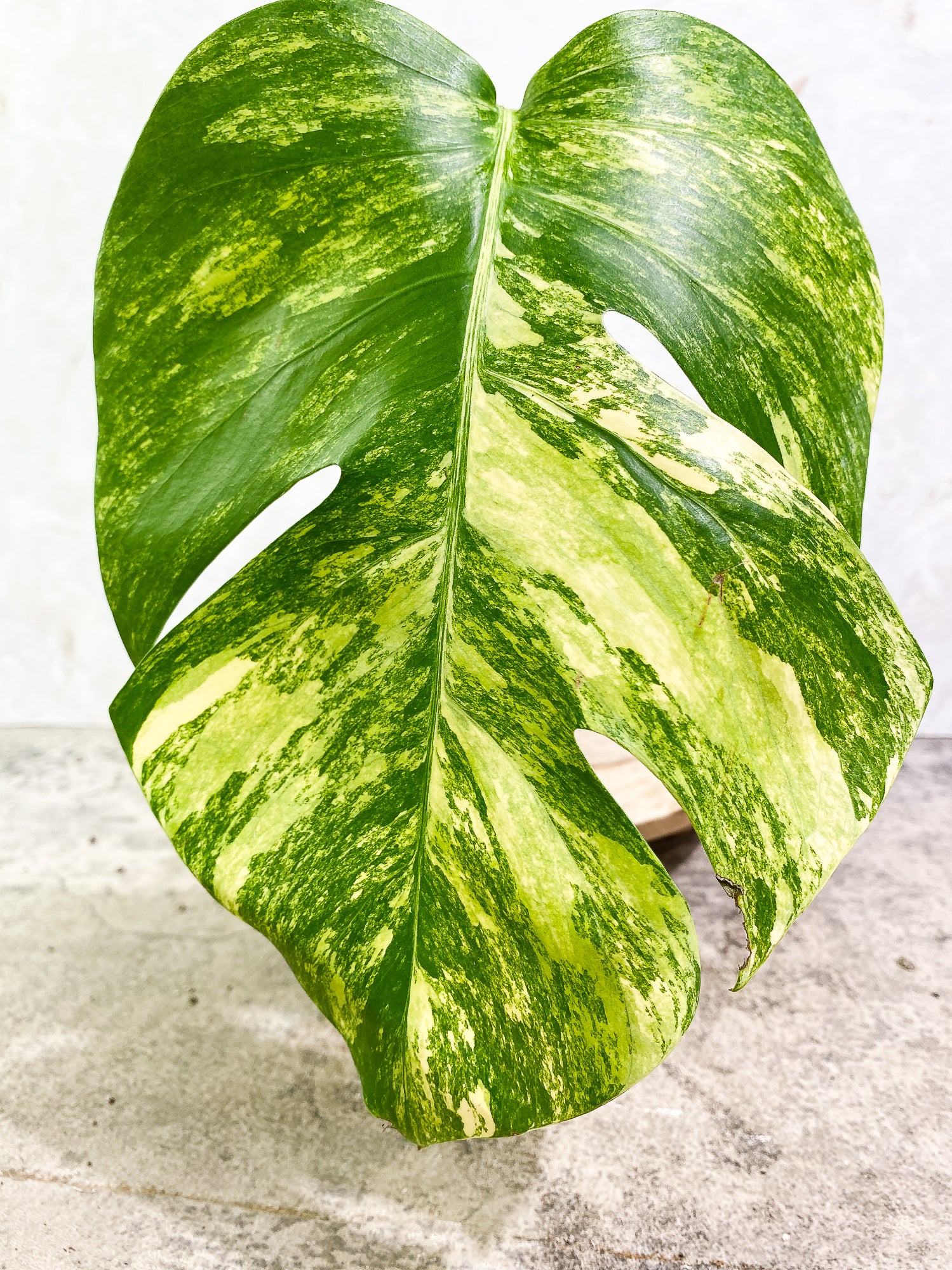 Monstera Aurea 1 leaf slightly rooting