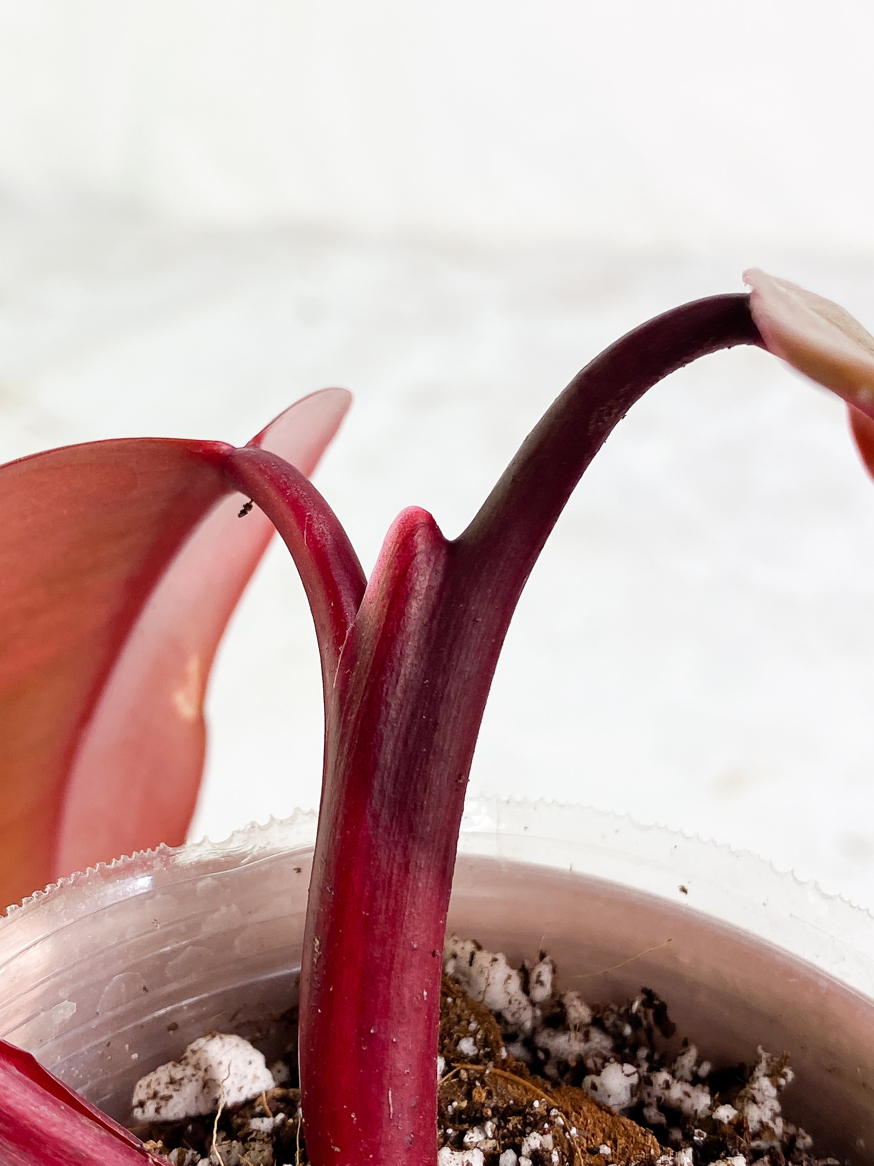 Philodendron Strawberry Shake 3 leaves Rooting