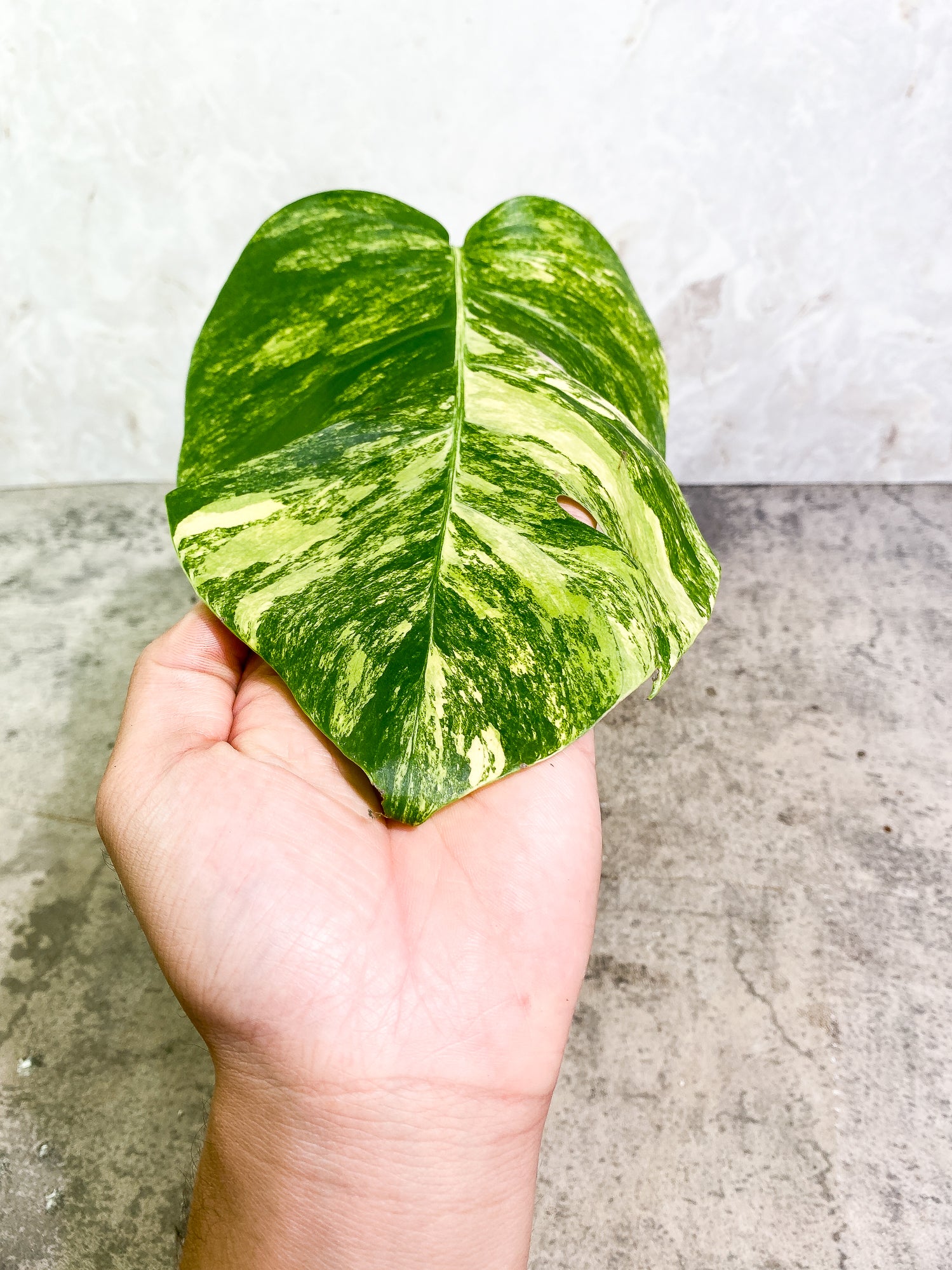 Monstera Aurea 1 leaf slightly rooting