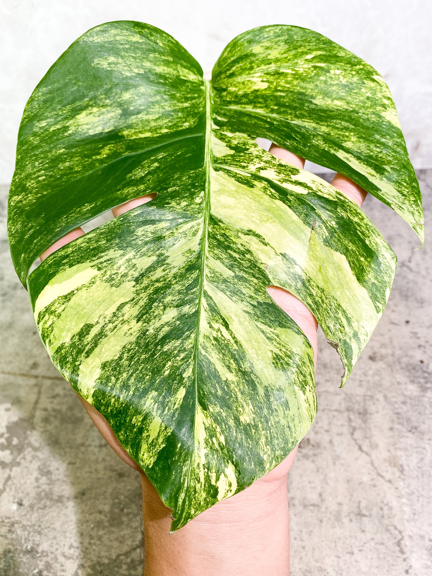 Monstera Aurea 1 leaf slightly rooting