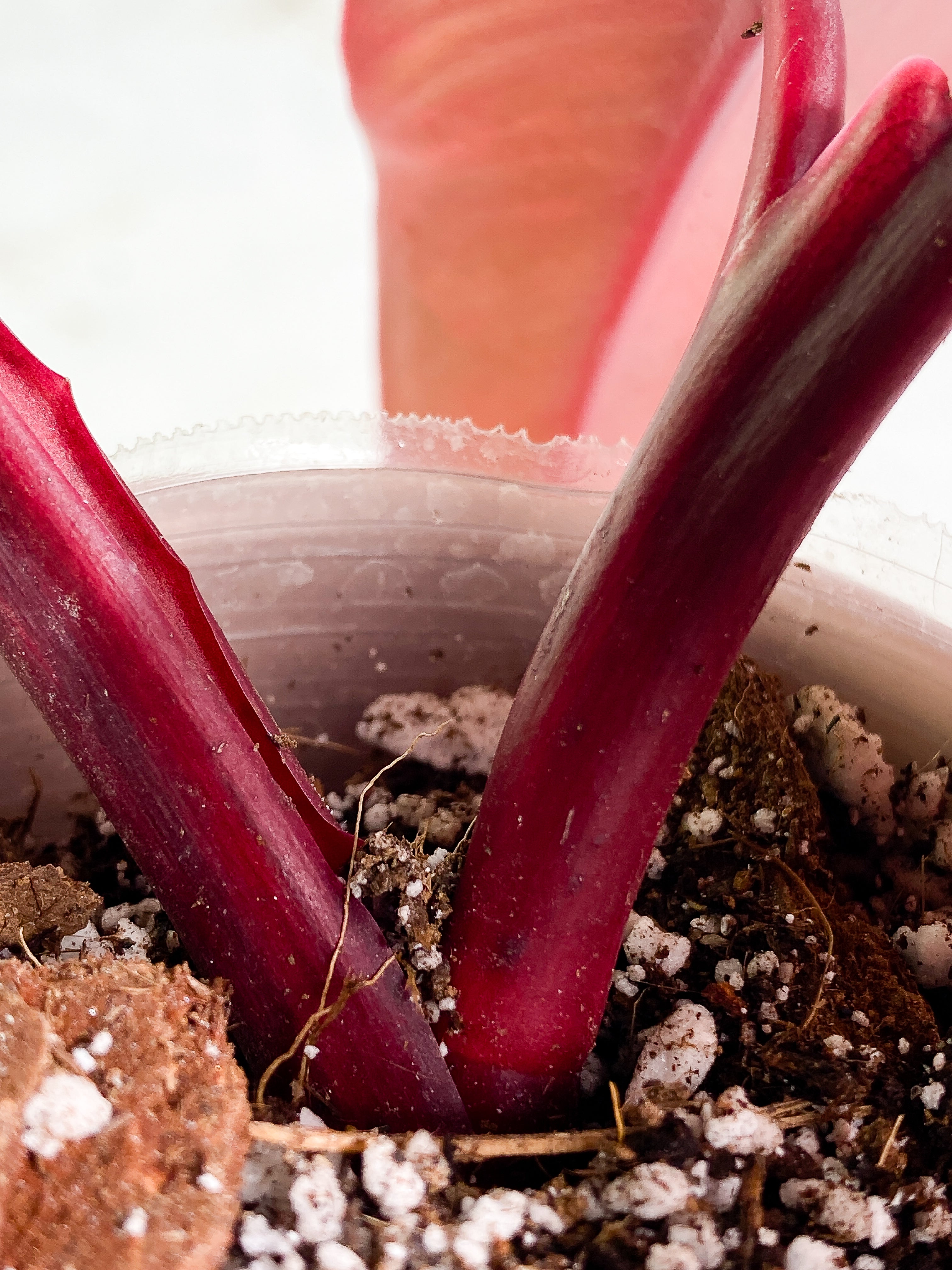 Philodendron Strawberry Shake 3 leaves Rooting