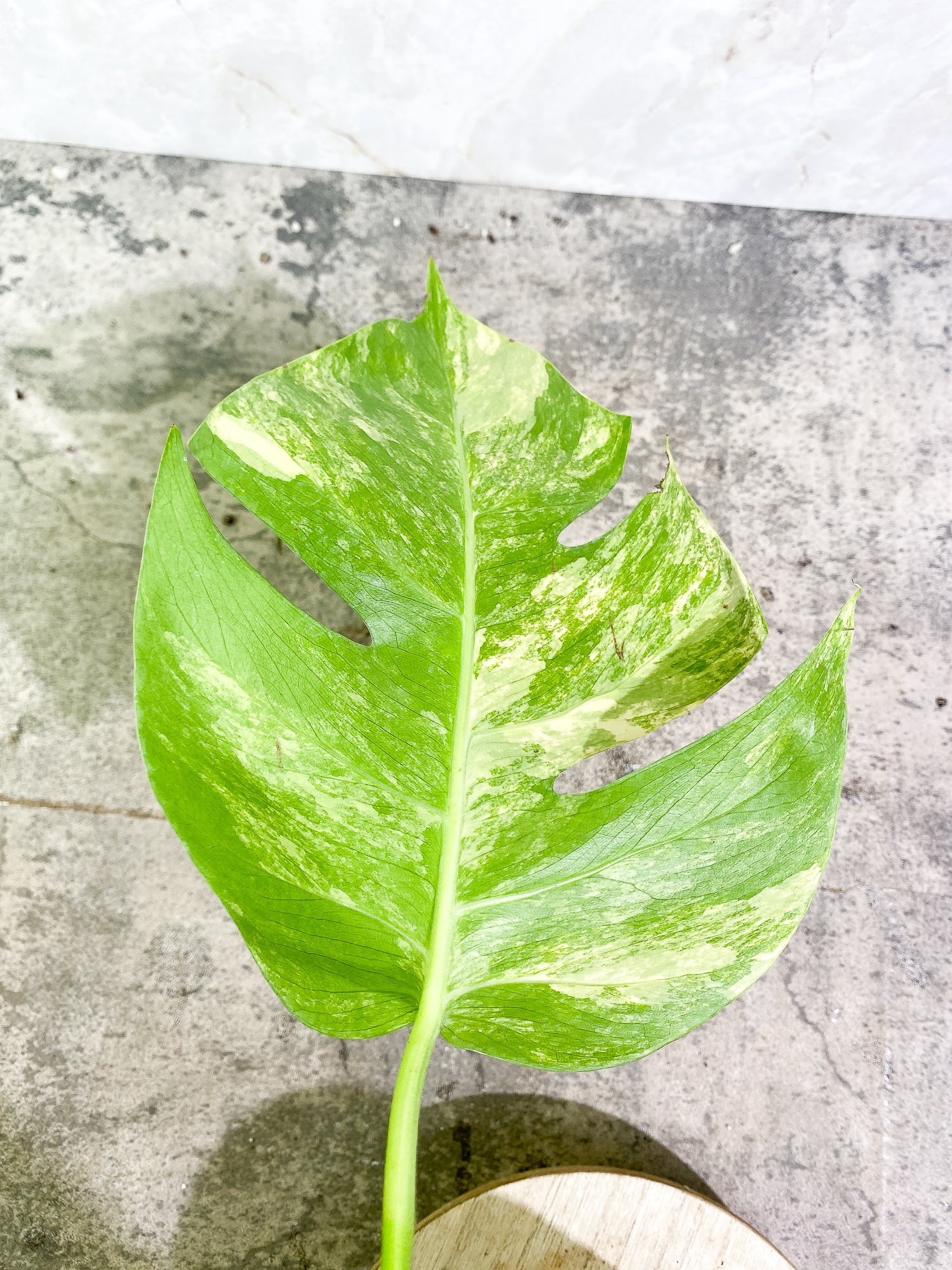 Monstera Aurea 1 leaf slightly rooting
