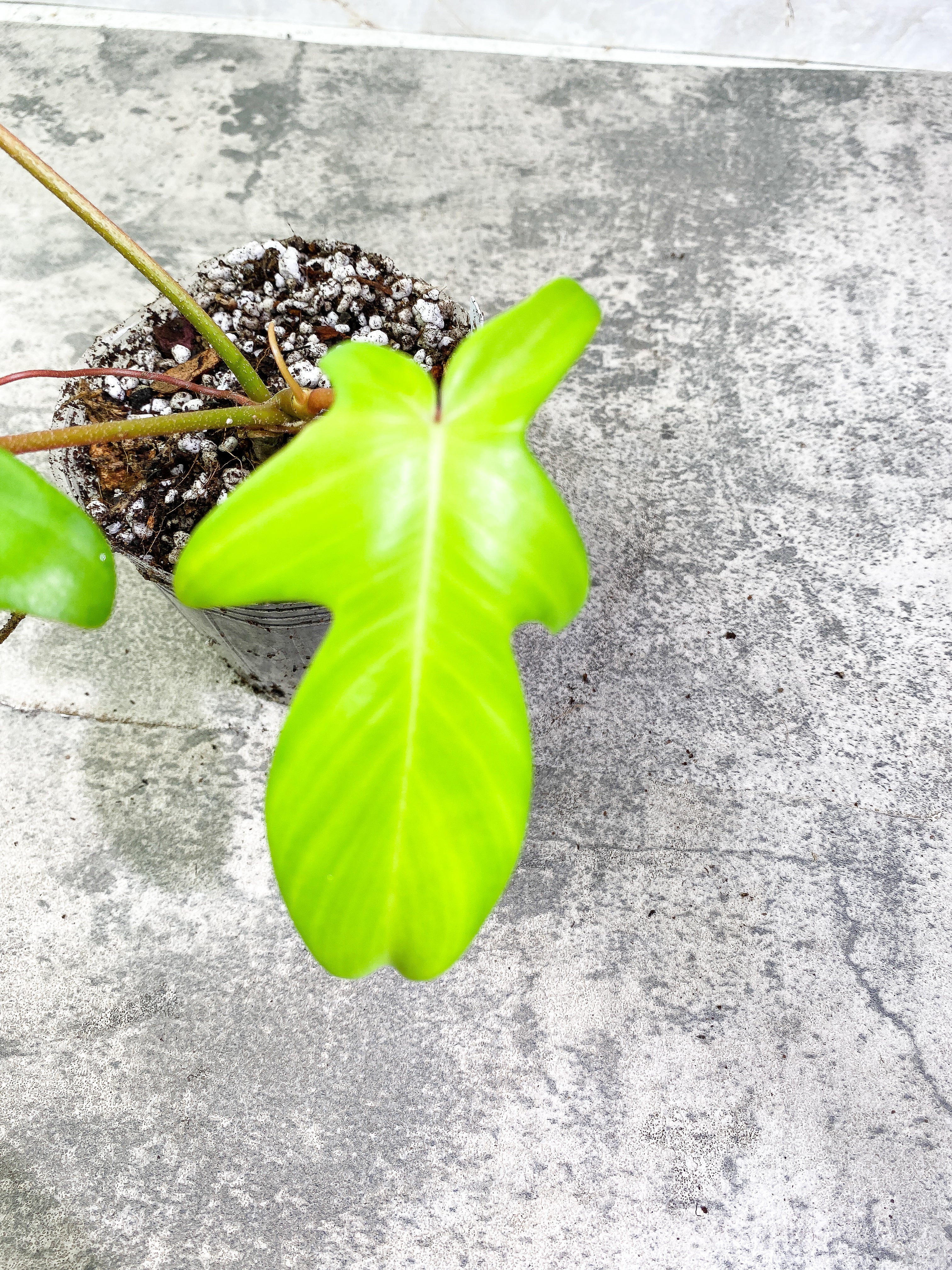Philodendron Florida Ghost Rooted 3 leaves 1 sprout