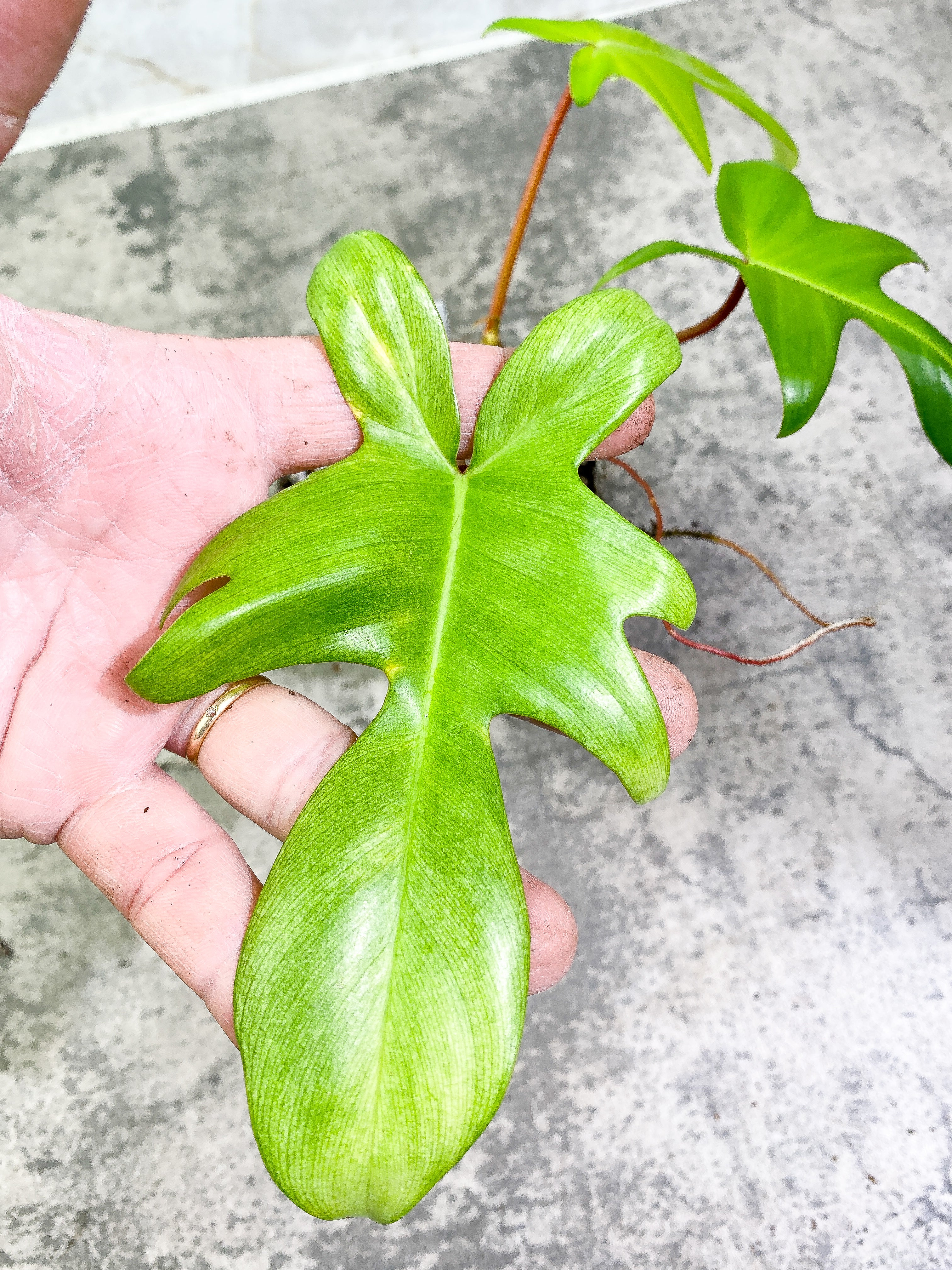 Philodendron Florida Ghost Rooted 3 leaves 1 sprout