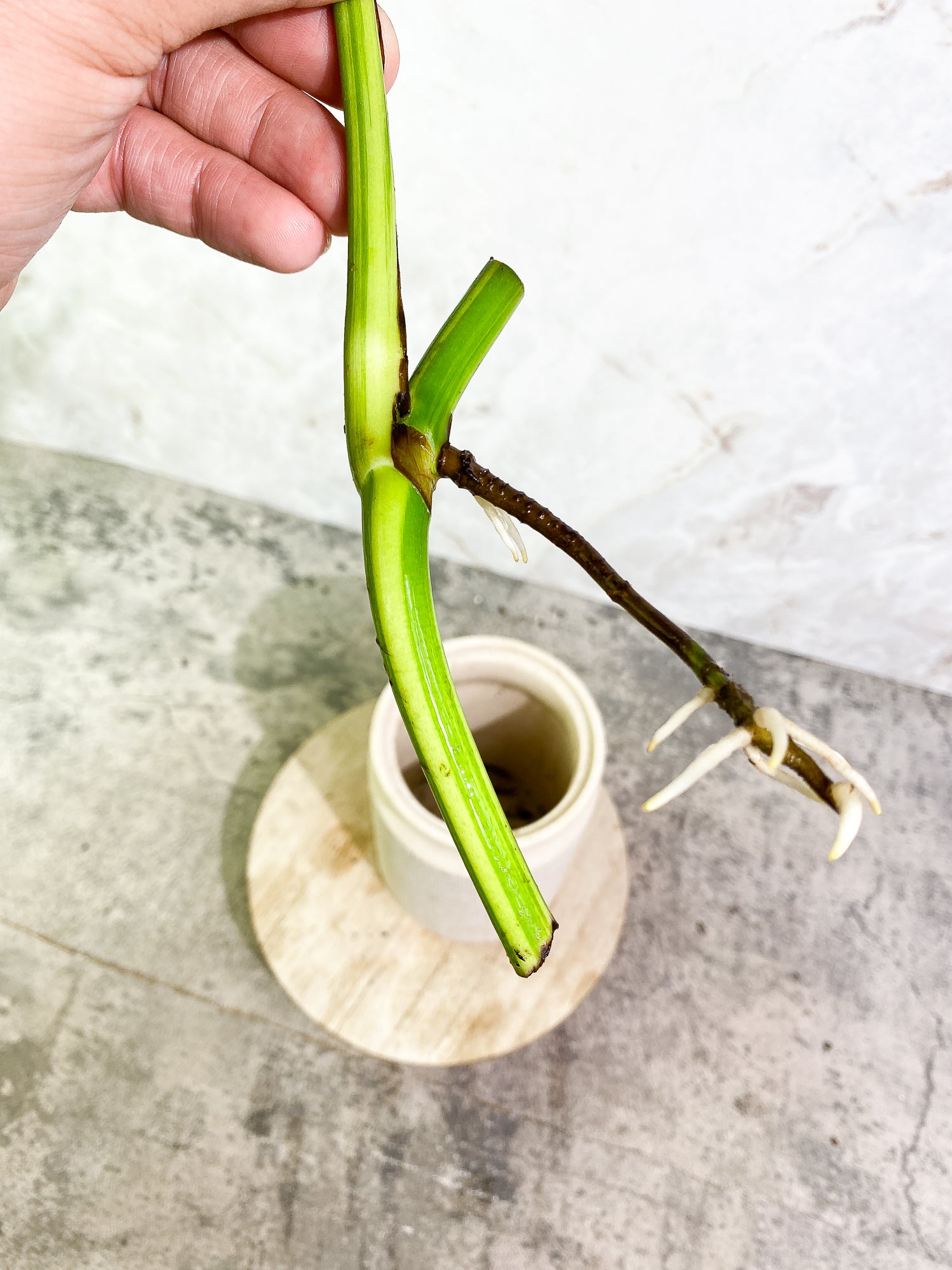 Monstera Aurea 1 leaf slightly rooting