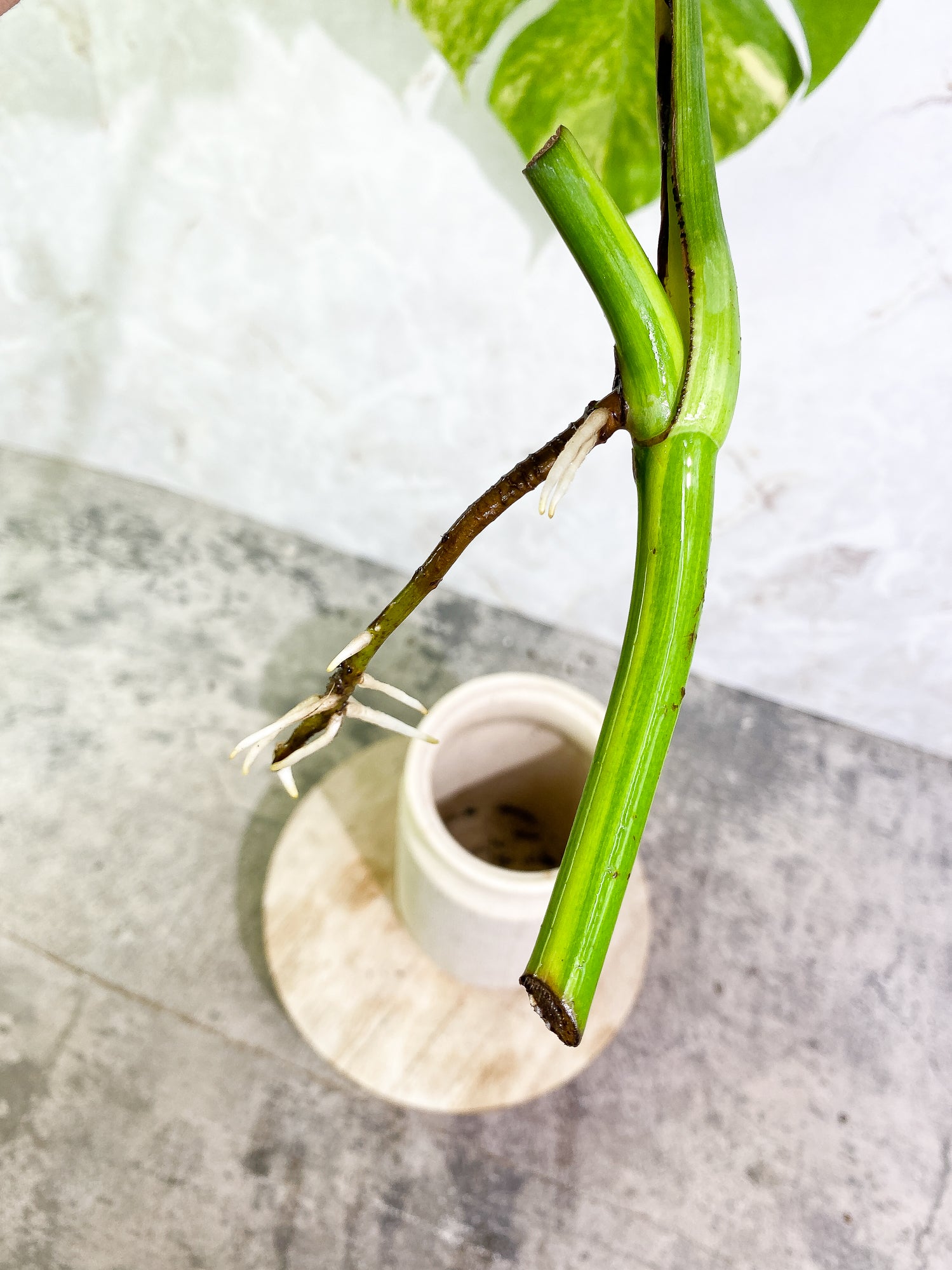 Monstera Aurea 1 leaf slightly rooting