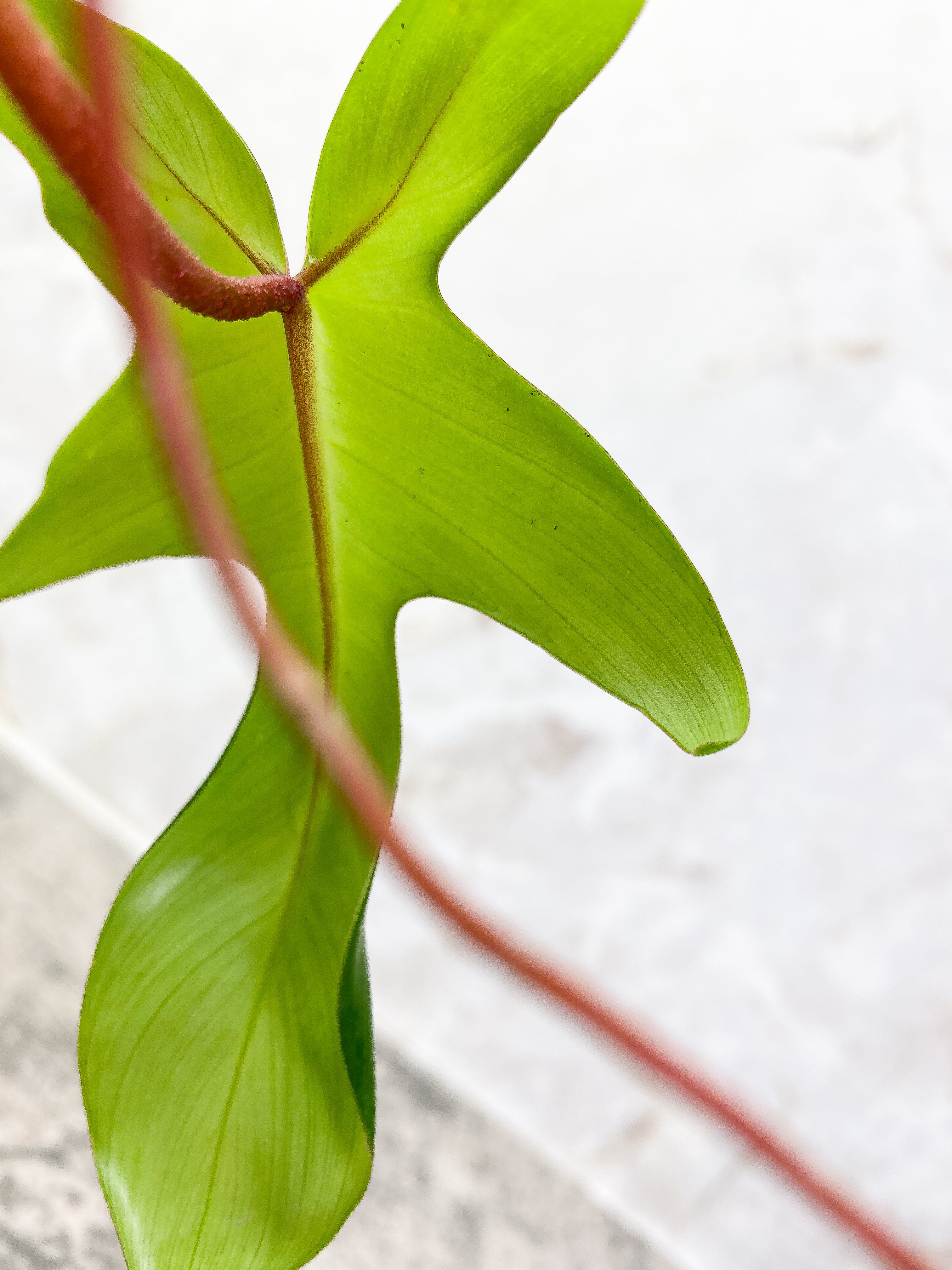 Philodendron Florida Ghost Rooted 3 leaves 1 sprout