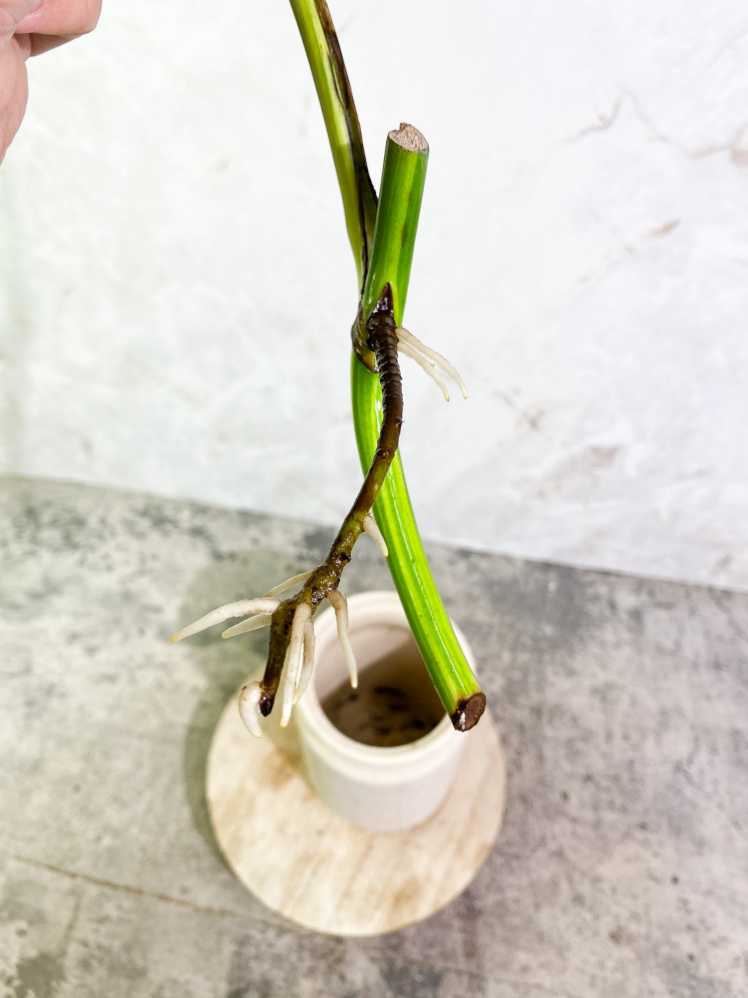 Monstera Aurea 1 leaf slightly rooting
