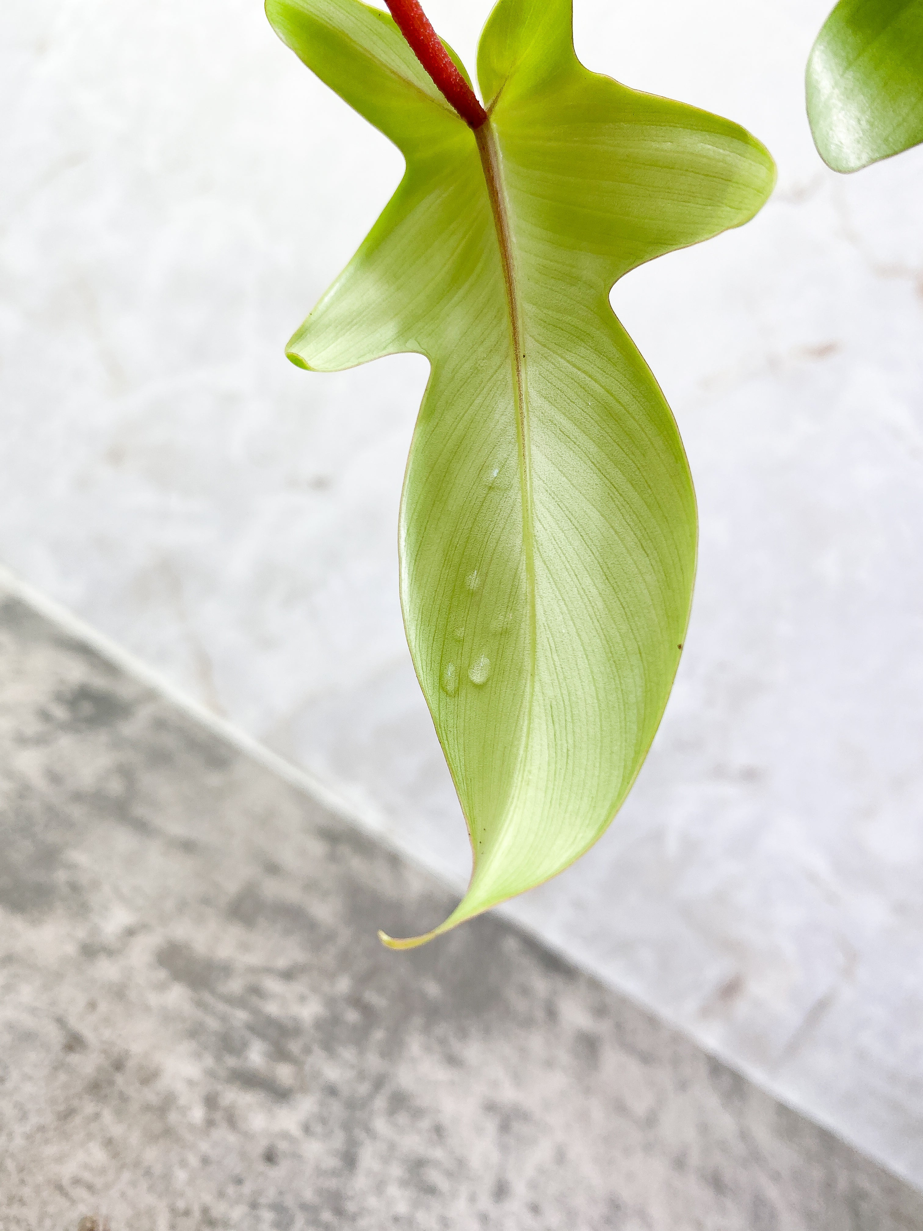 Philodendron Florida Ghost Rooted 3 leaves 1 sprout