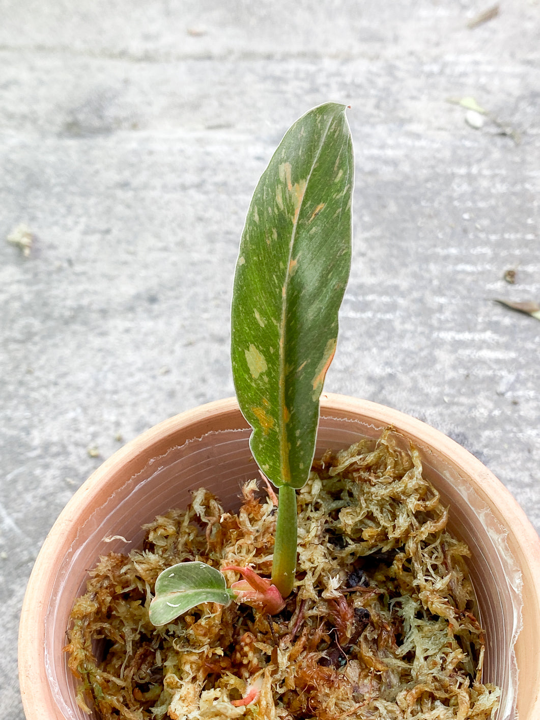 Philodendron Ring of Fire 2 leaves 1 sprout Rooted