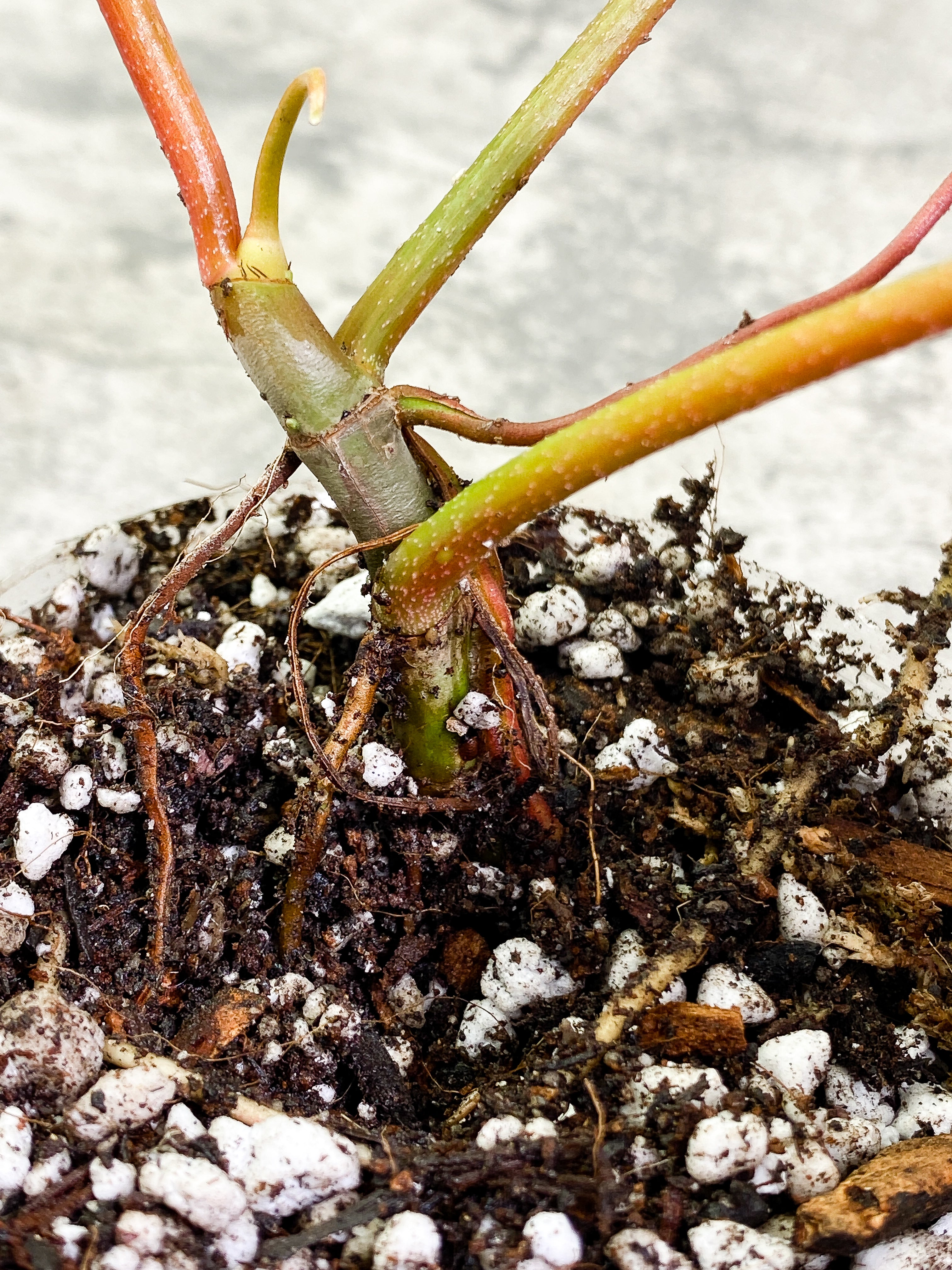 Philodendron Florida Ghost Rooted 3 leaves 1 sprout