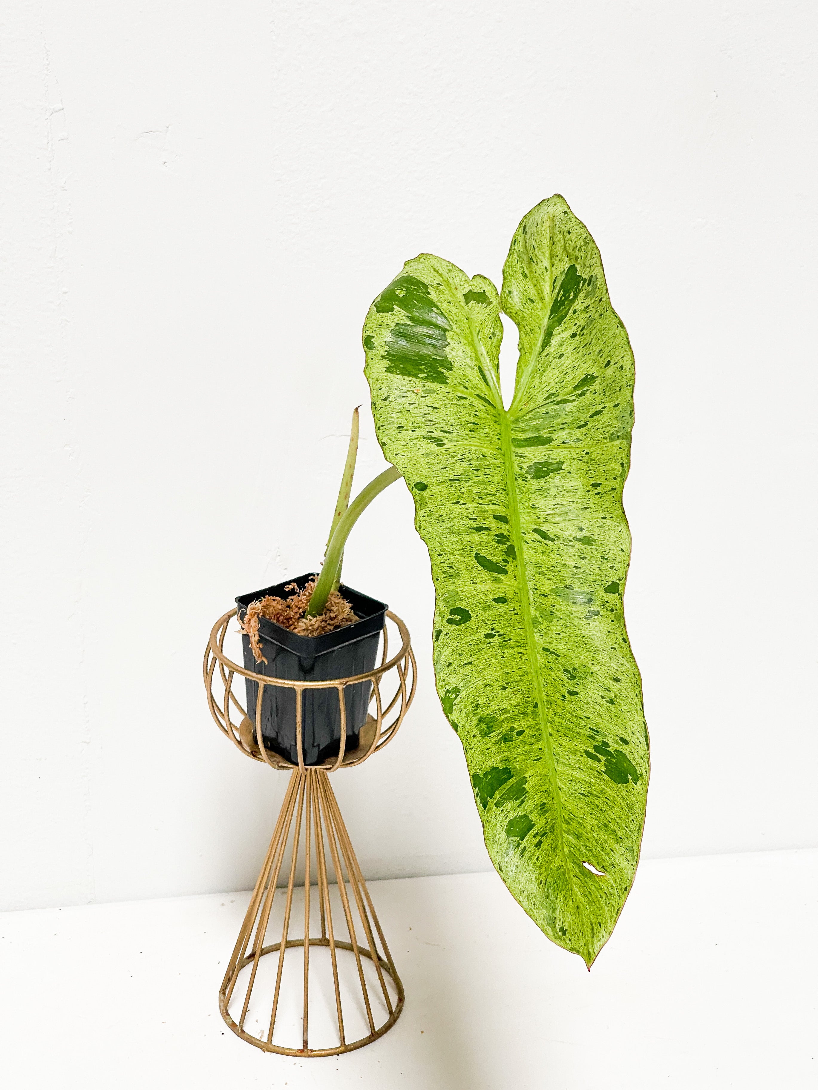 Private Sale: Philodendron paraiso verde rooting node (First photo is the mother plant, which is not included in this sale)