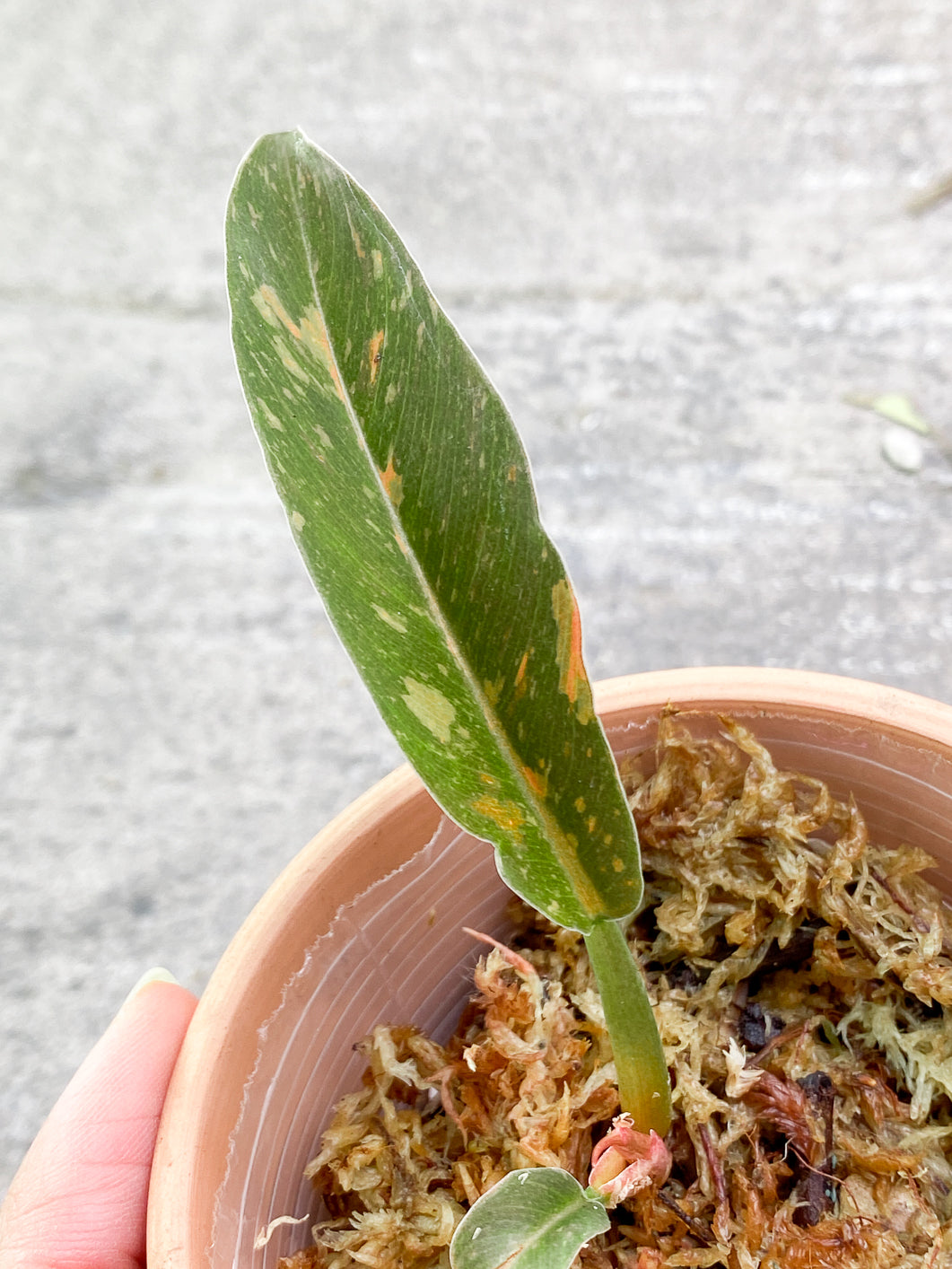 Philodendron Ring of Fire 2 leaves 1 sprout Rooted
