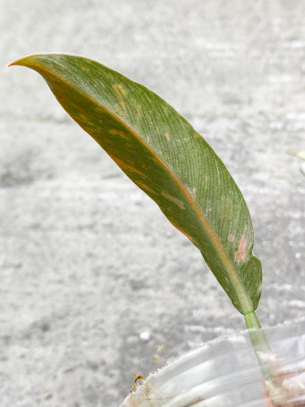 Philodendron Ring of Fire 2 leaves 1 sprout Rooted