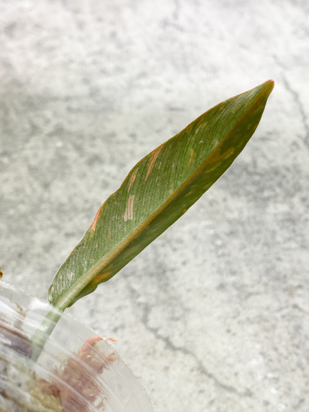 Philodendron Ring of Fire 2 leaves 1 sprout Rooted