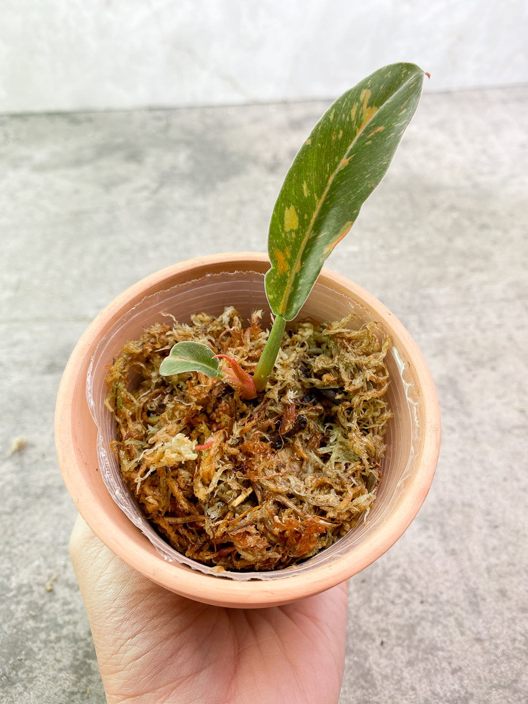 Philodendron Ring of Fire 2 leaves 1 sprout Rooted