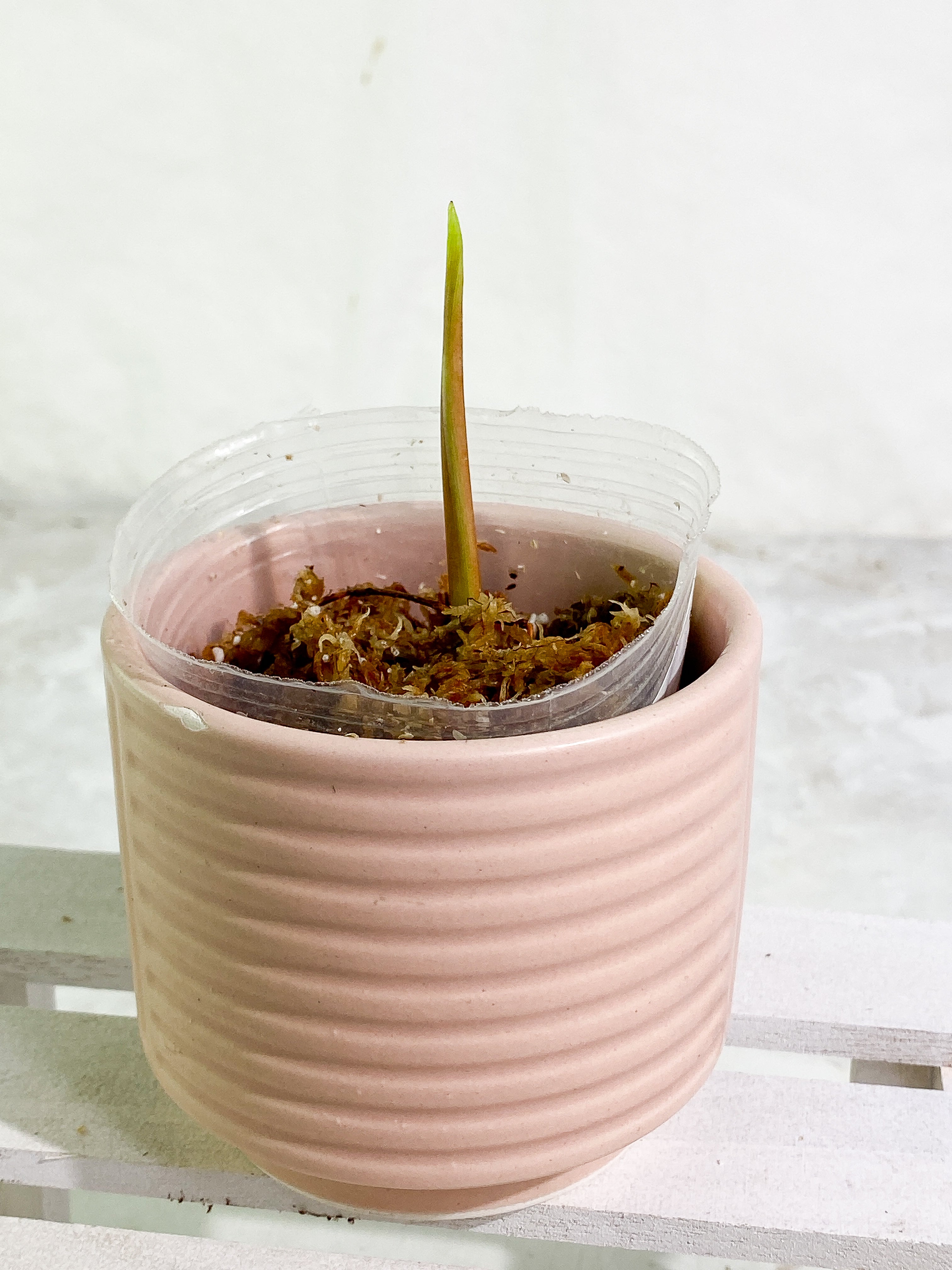 Philodendron esmeraldense narrow 1 sprout Slightly Rooted node