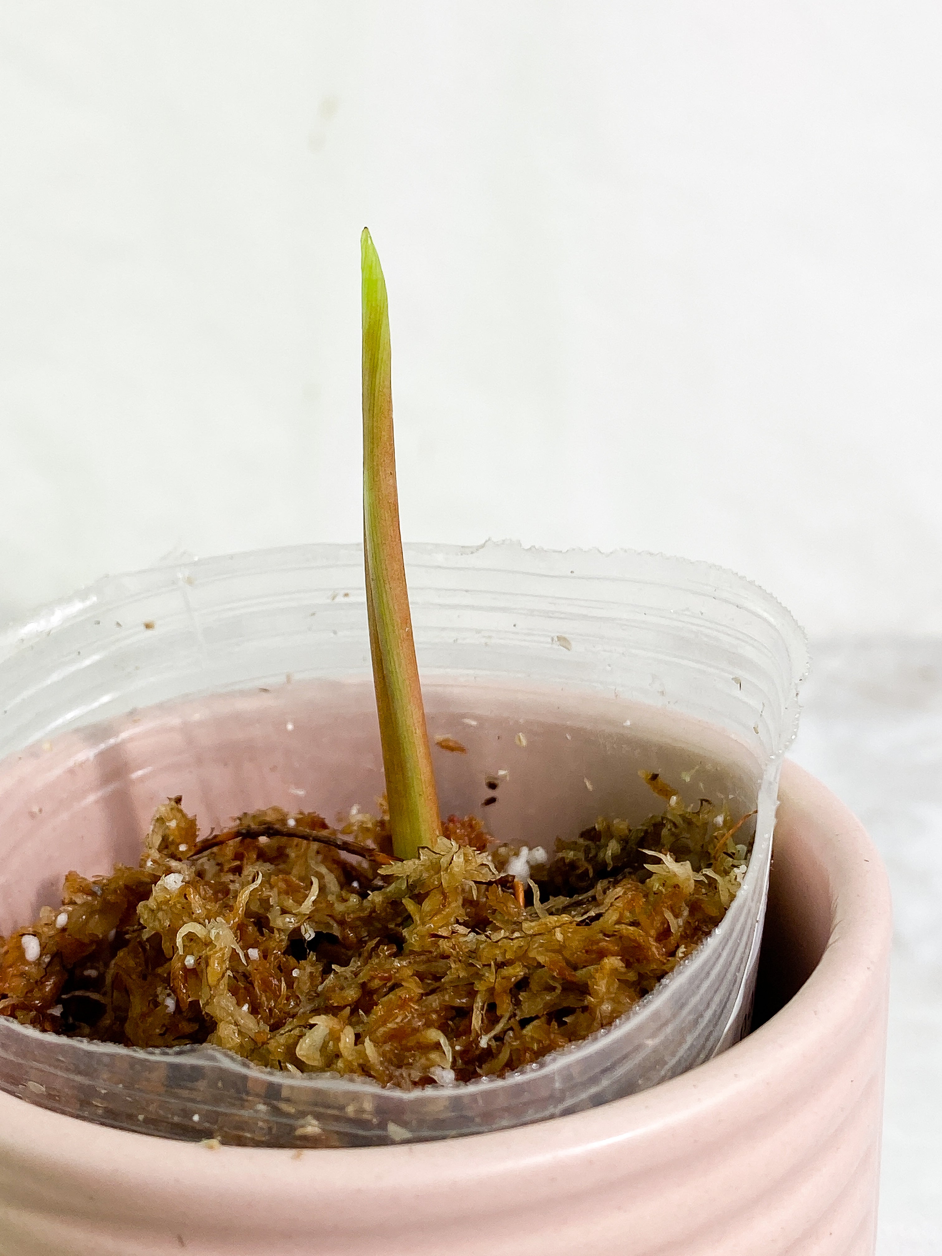 Philodendron esmeraldense narrow 1 sprout Slightly Rooted node