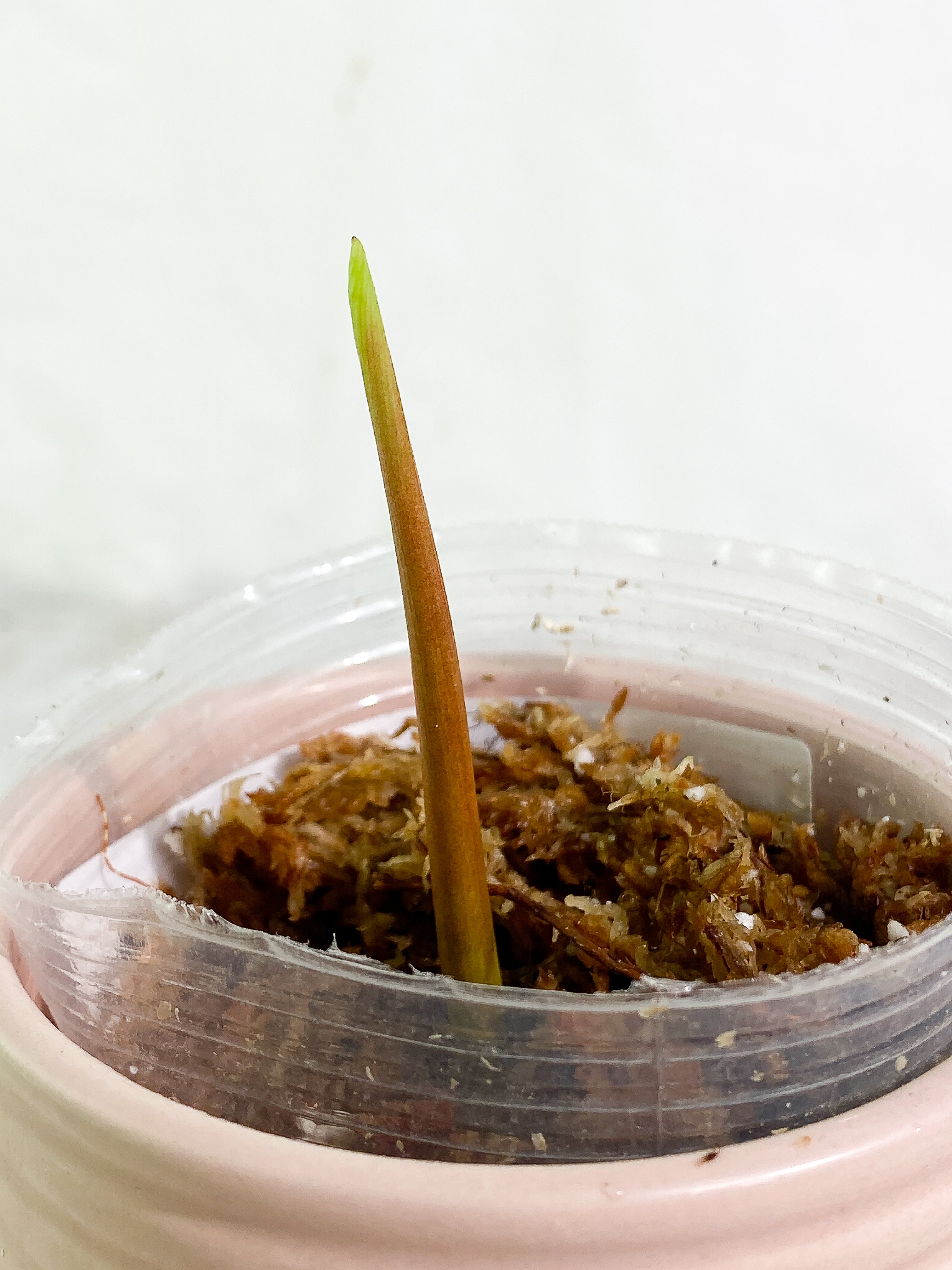 Philodendron esmeraldense narrow 1 sprout Slightly Rooted node