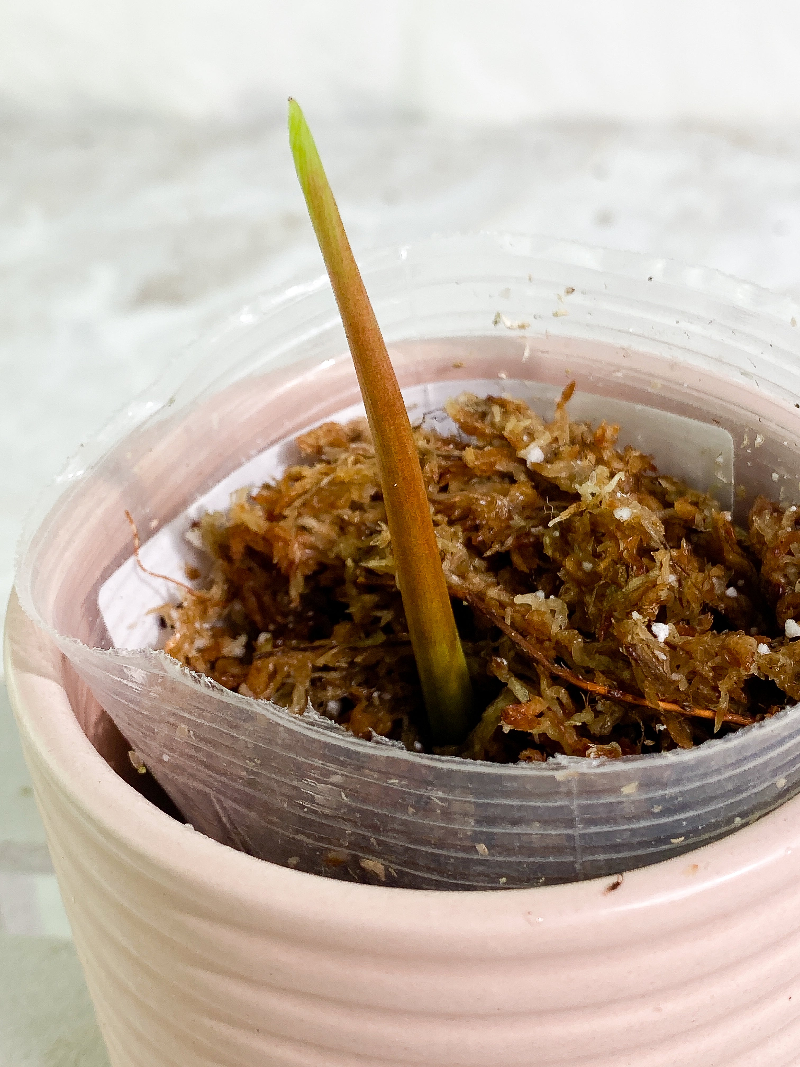 Philodendron esmeraldense narrow 1 sprout Slightly Rooted node