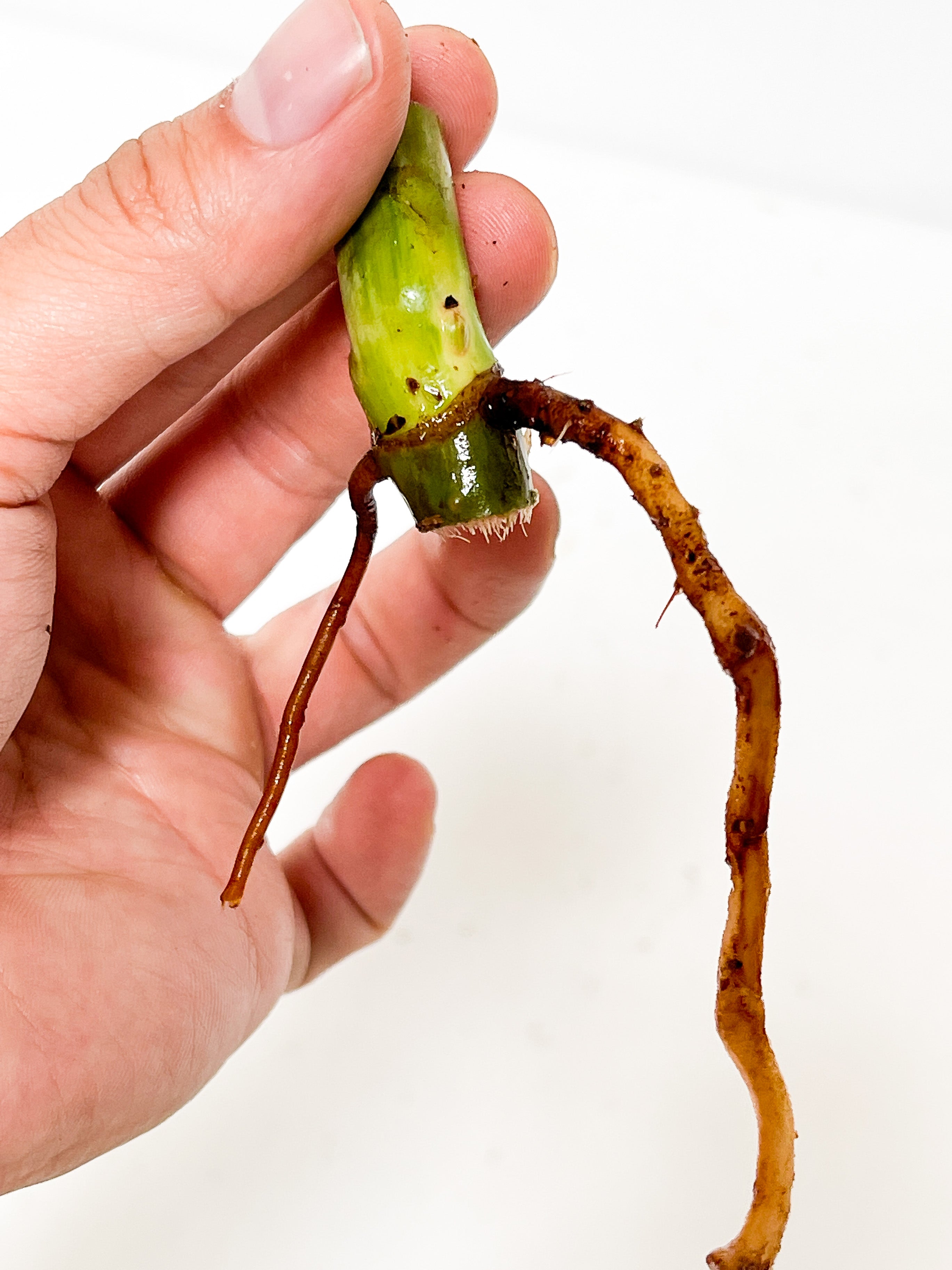 Private Sale: Philodendron paraiso verde rooting node (First photo is the mother plant, which is not included in this sale)