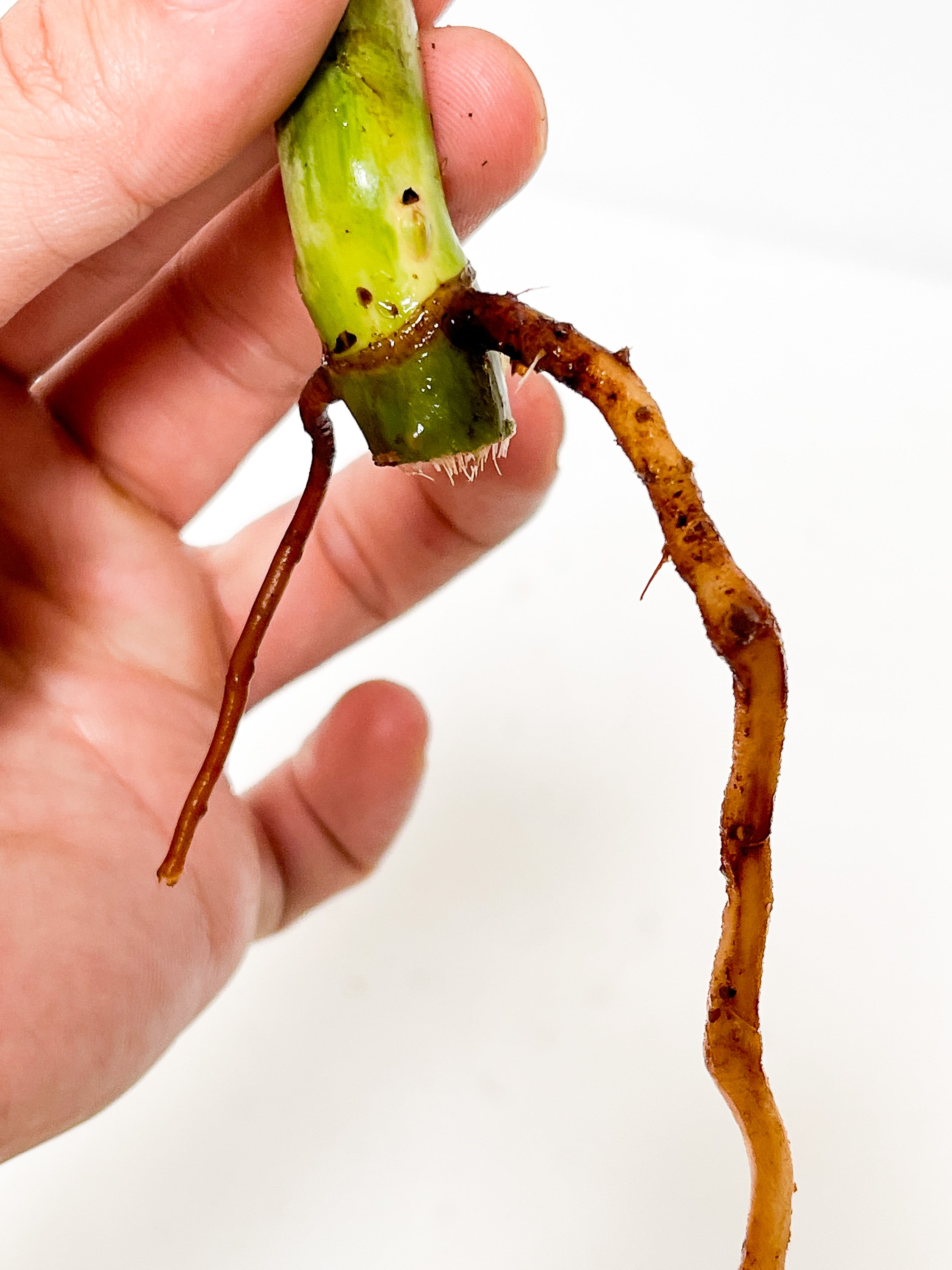 Private Sale: Philodendron paraiso verde rooting node (First photo is the mother plant, which is not included in this sale)