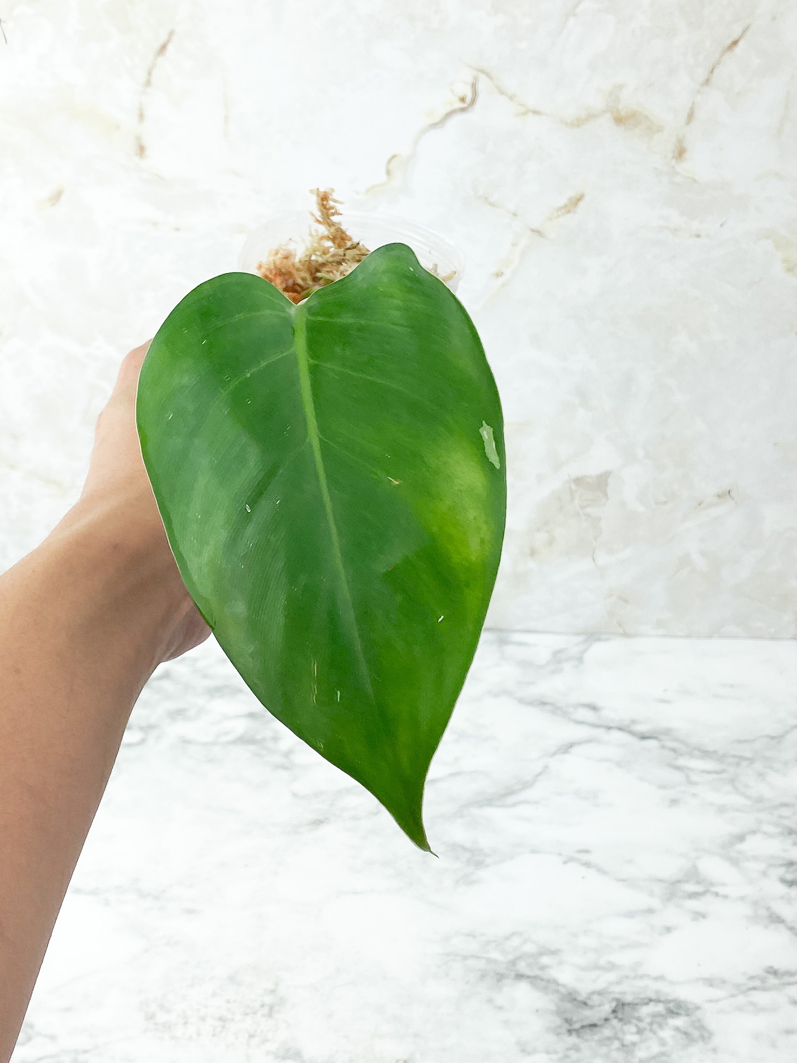Philodendron White Princess rooting