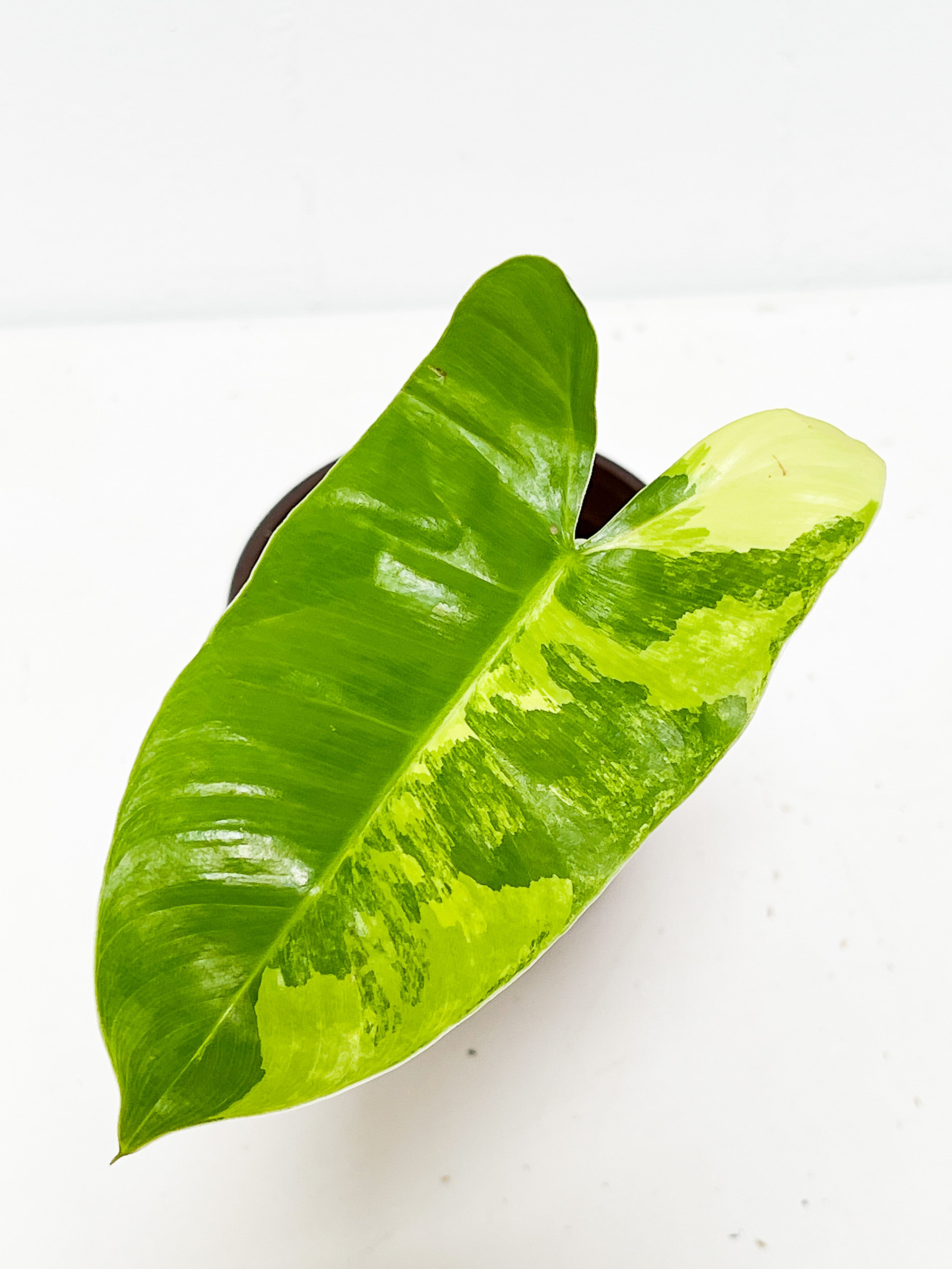 Philodendron Burle Marx Variegata slightly rooted