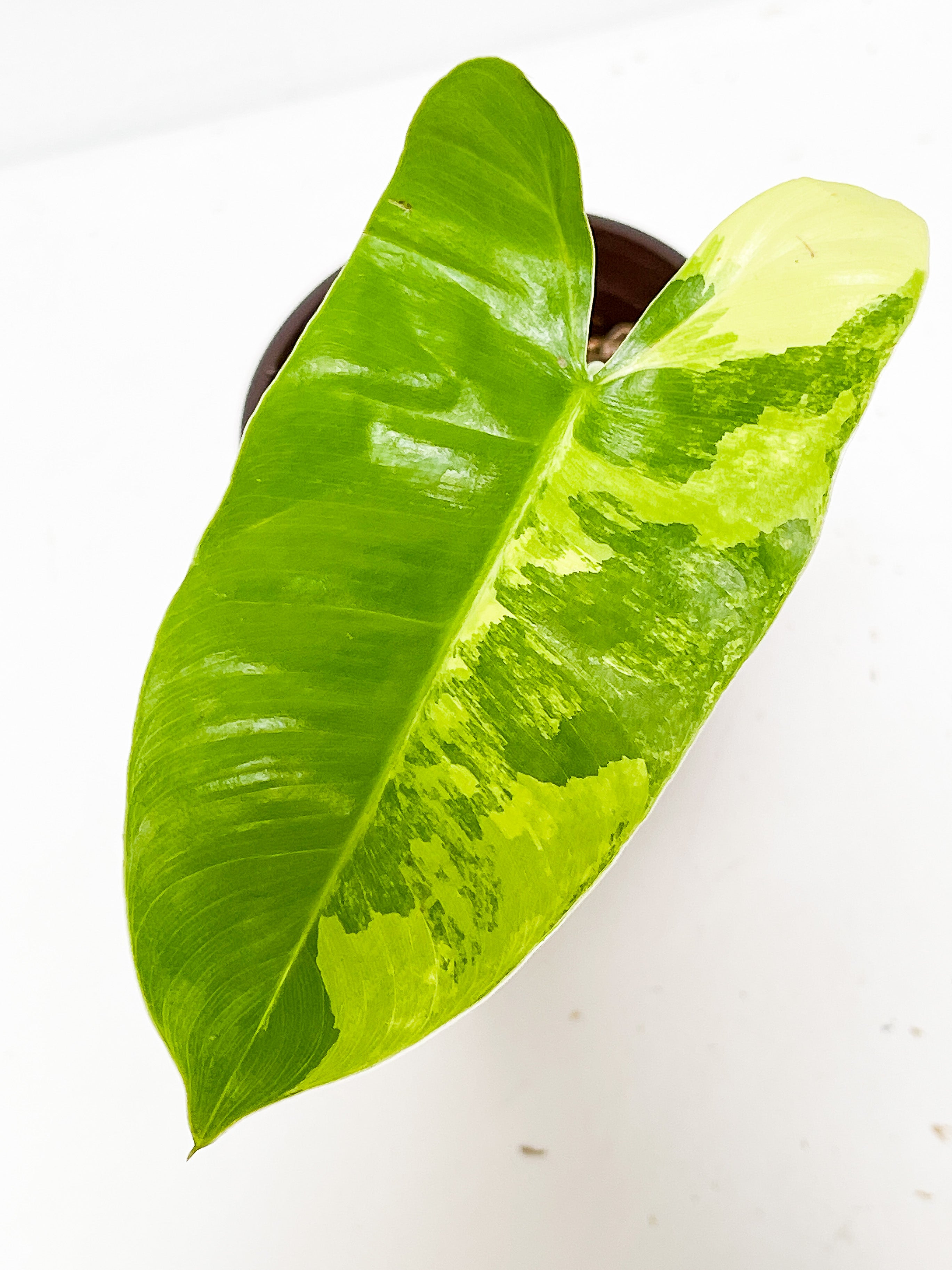Philodendron Burle Marx Variegata slightly rooted