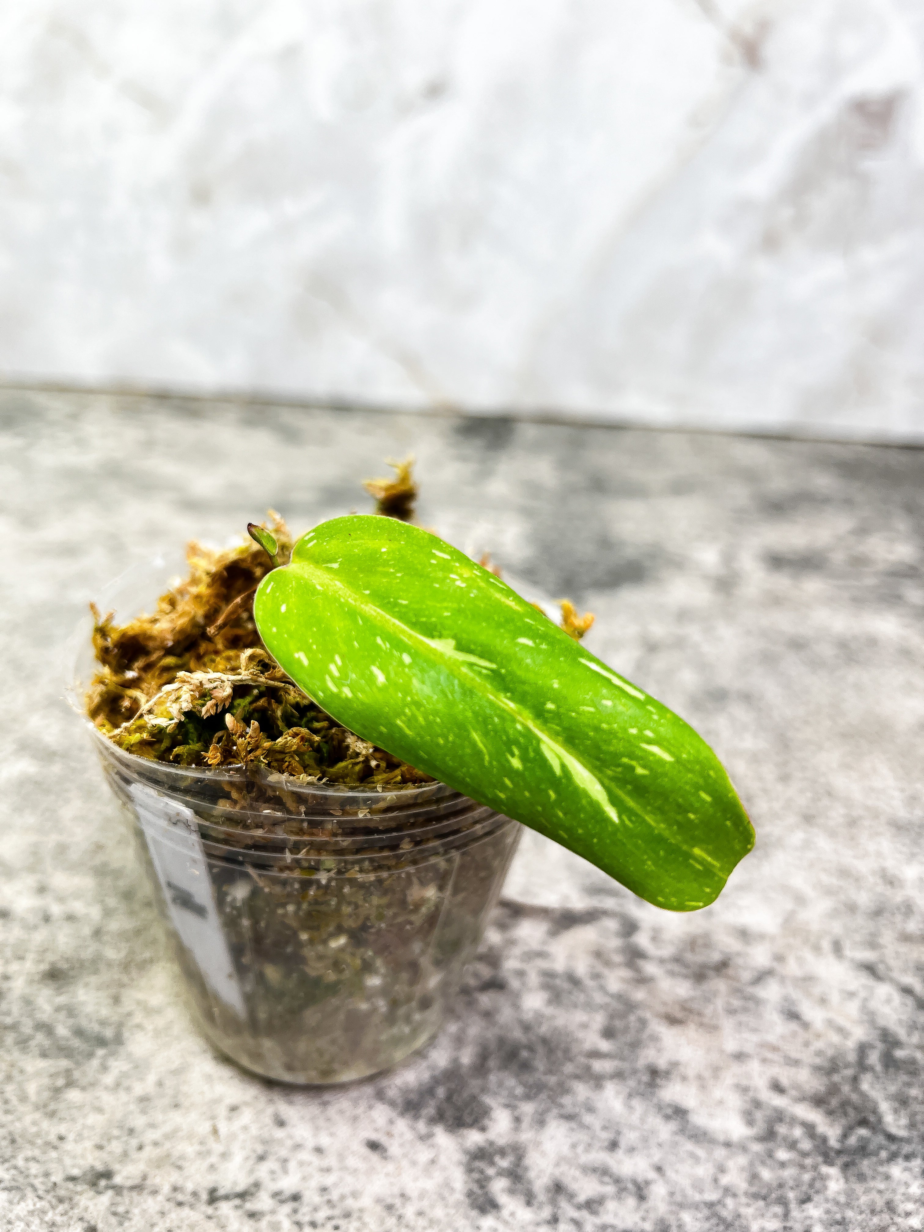 Philodendron White Princess Rooted 1 leaf 1 sprout