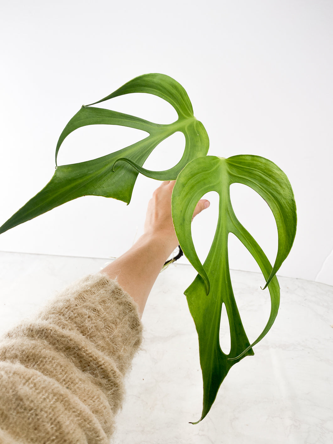 Monstera Burle Marx Flame 2 leaf