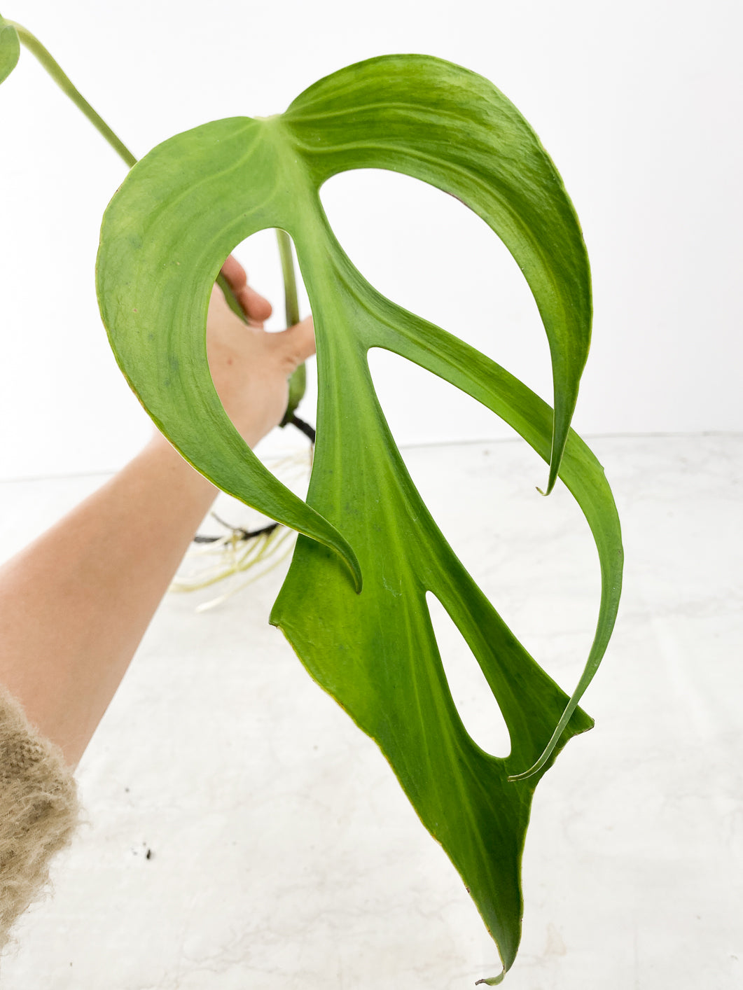 Monstera Burle Marx Flame 2 leaf