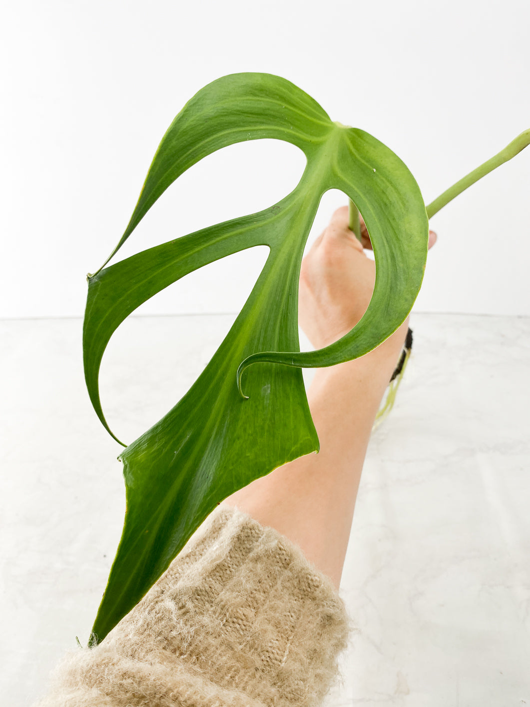 Monstera Burle Marx Flame 2 leaf