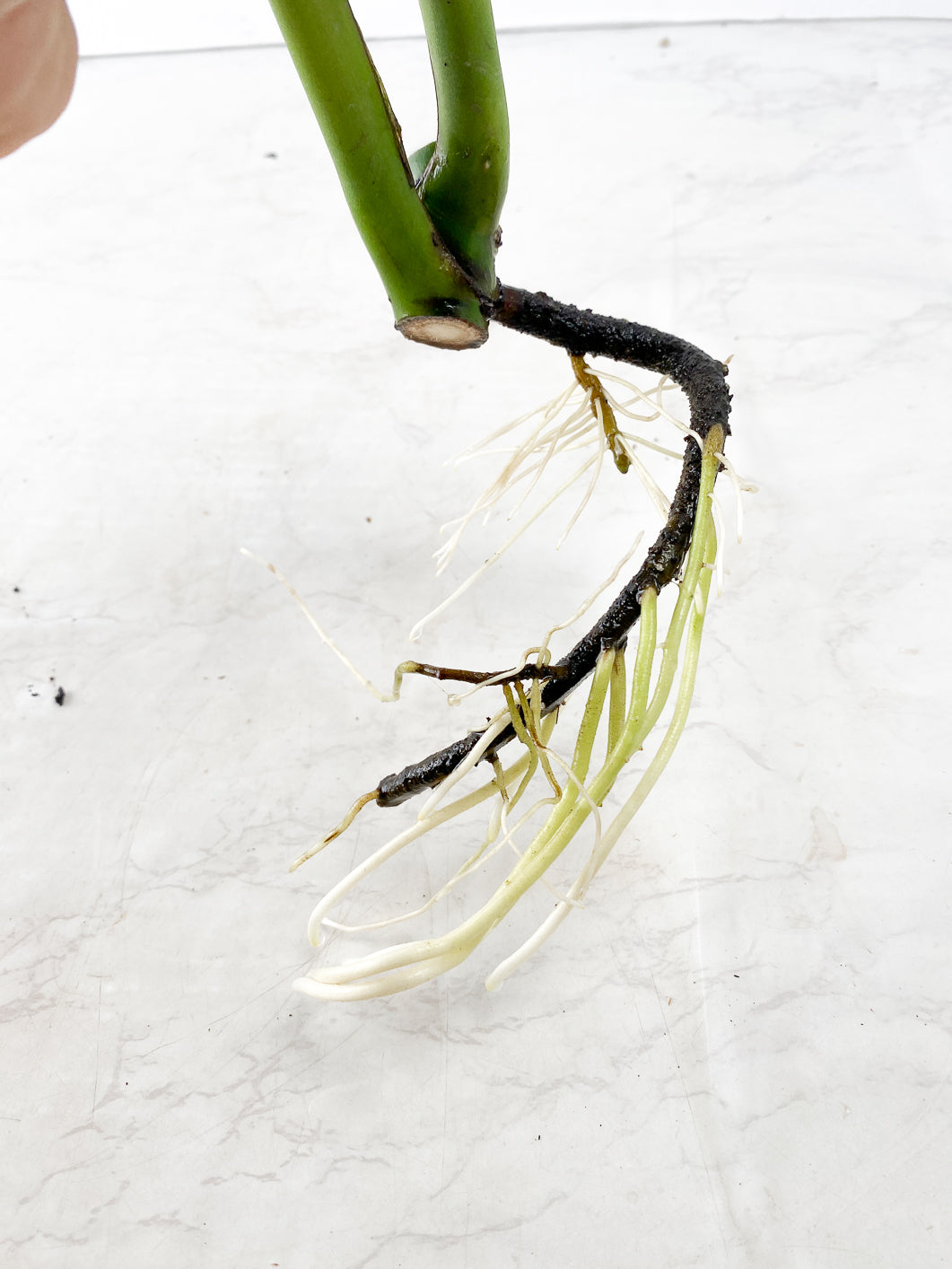 Monstera Burle Marx Flame 2 leaf