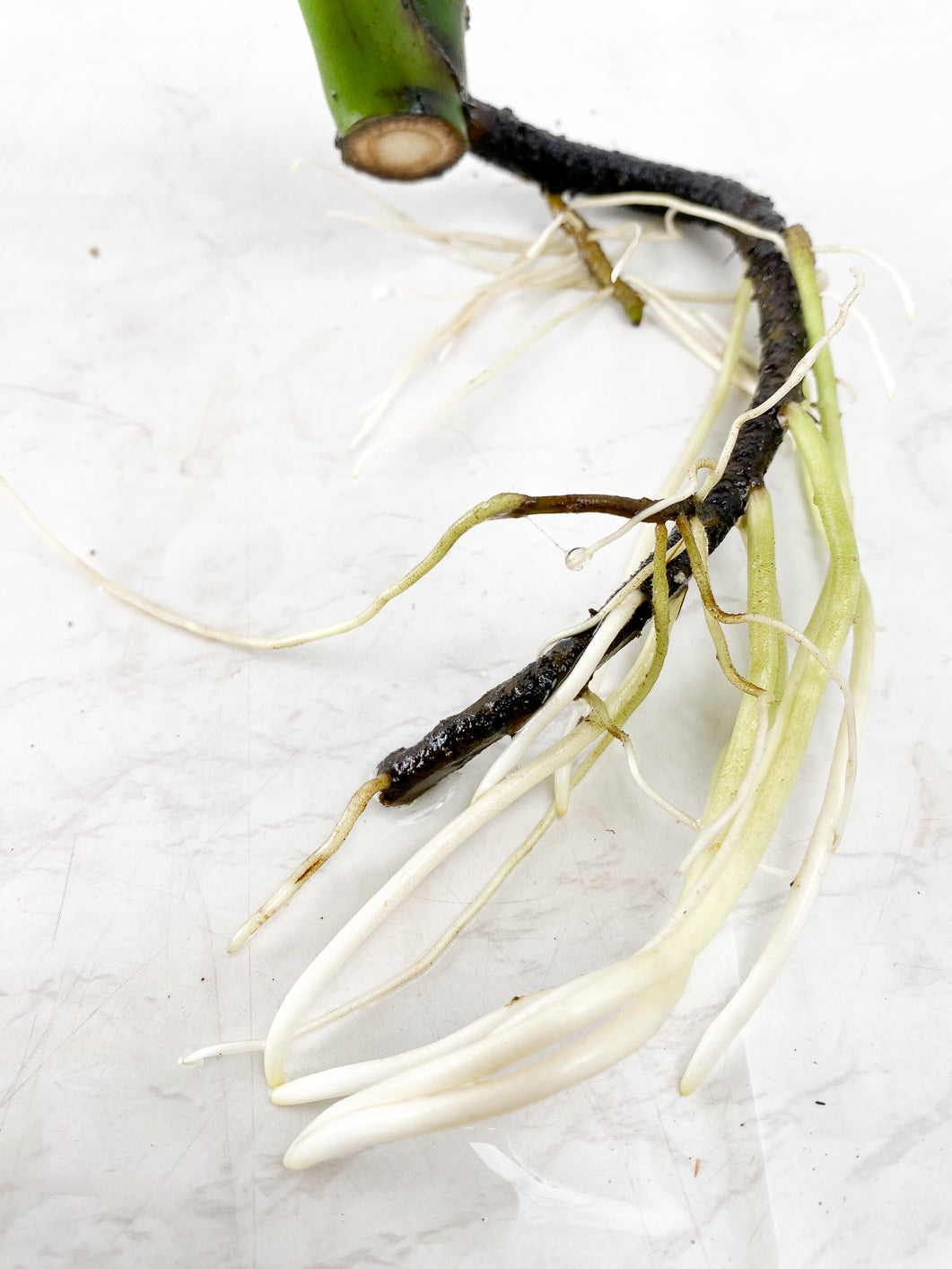 Monstera Burle Marx Flame 2 leaf