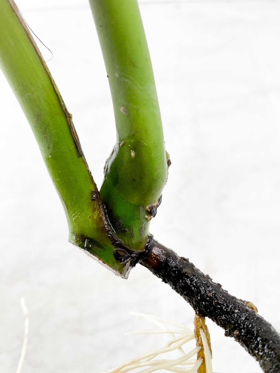 Monstera Burle Marx Flame 2 leaf