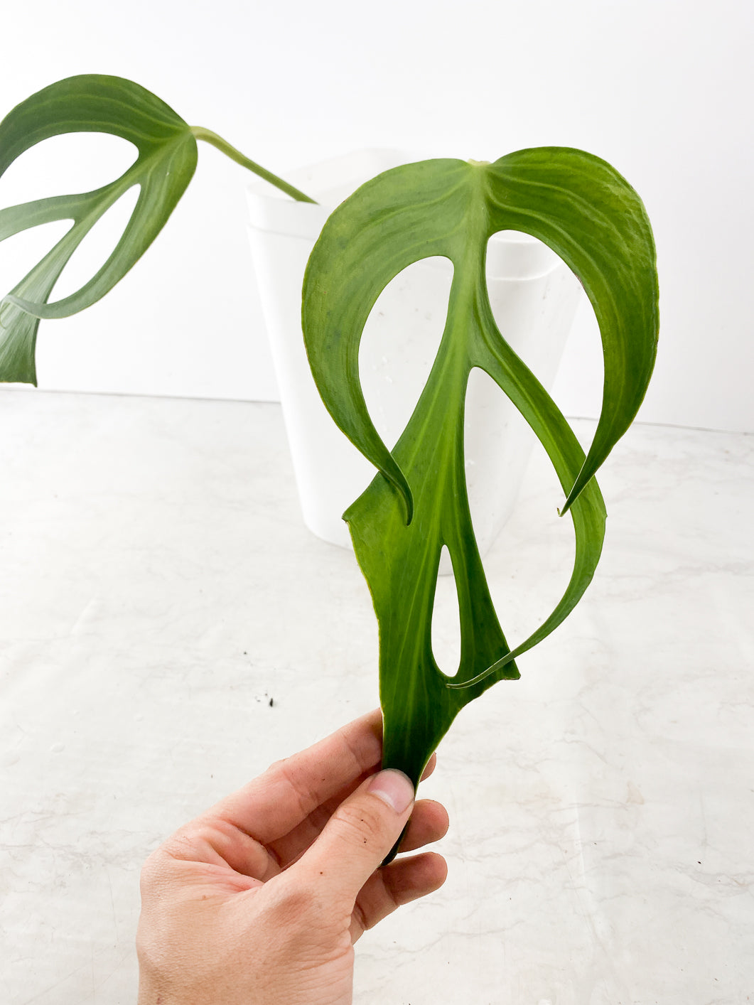 Monstera Burle Marx Flame 2 leaf