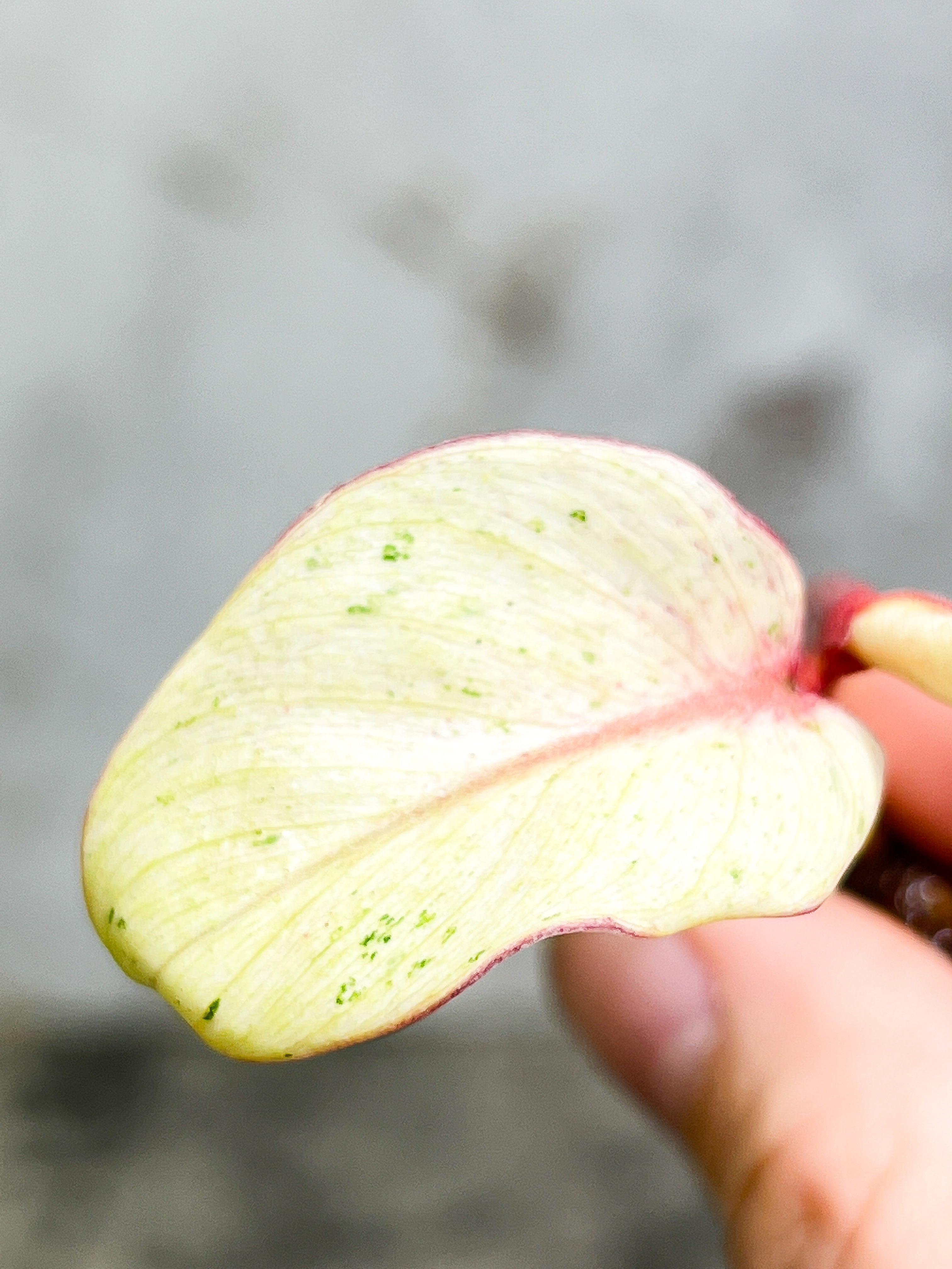 Philodendron Snowdrifts Rooting 2 leaves