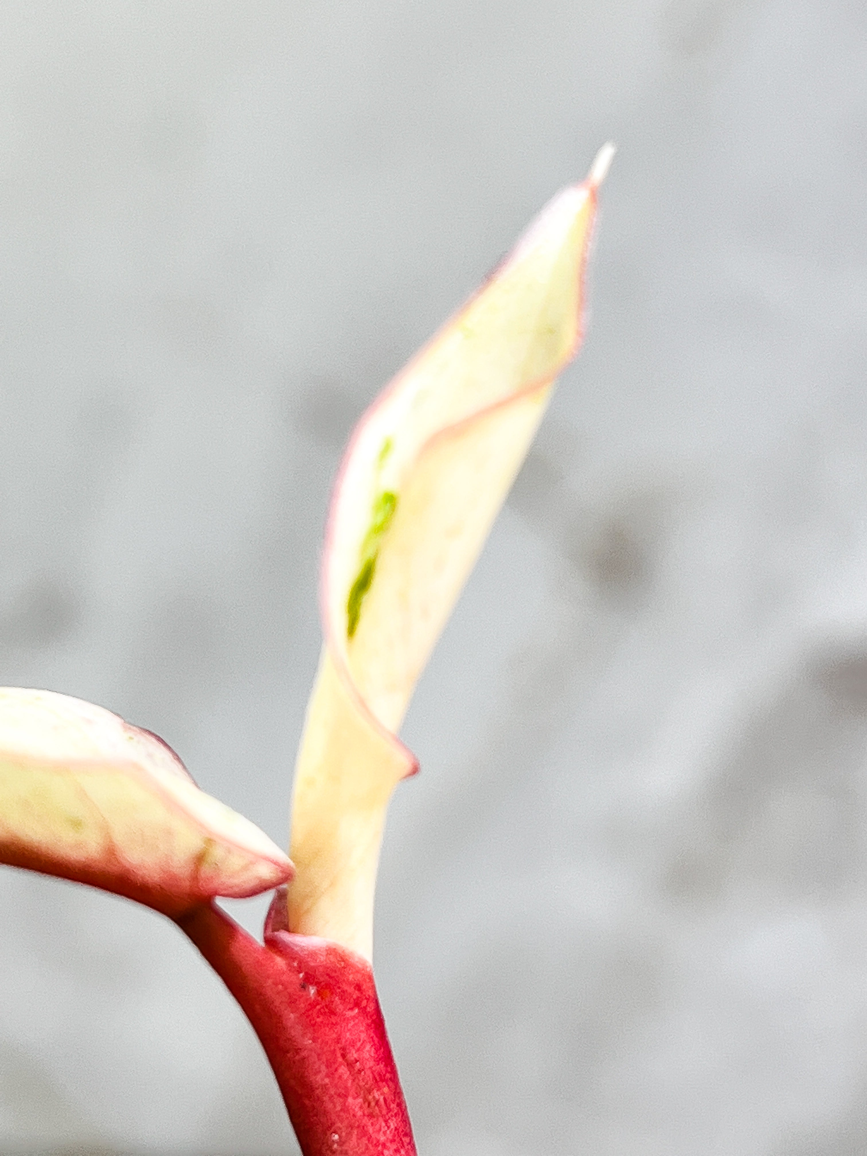Philodendron Snowdrifts Rooting 2 leaves