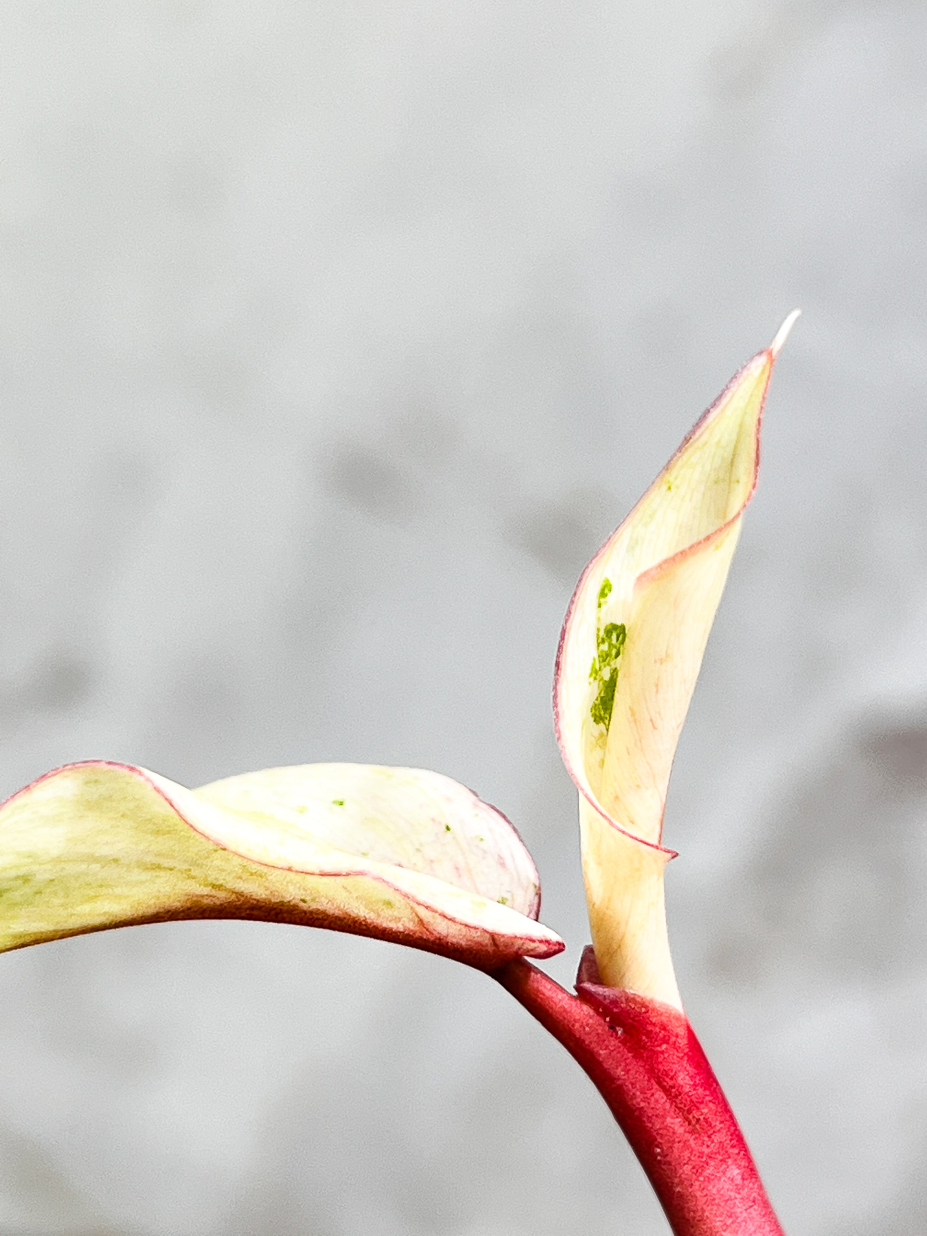 Philodendron Snowdrifts Rooting 2 leaves