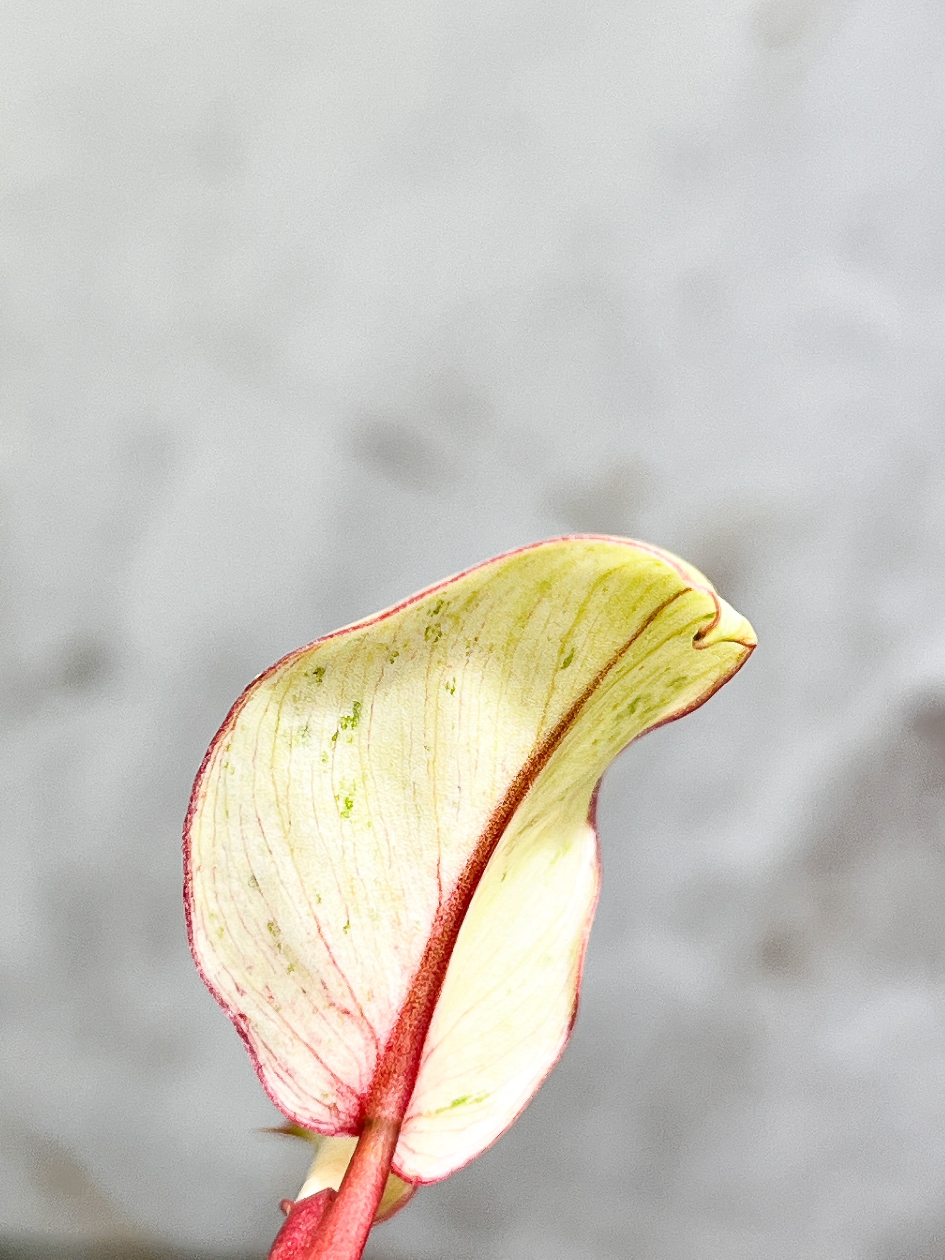 Philodendron Snowdrifts Rooting 2 leaves