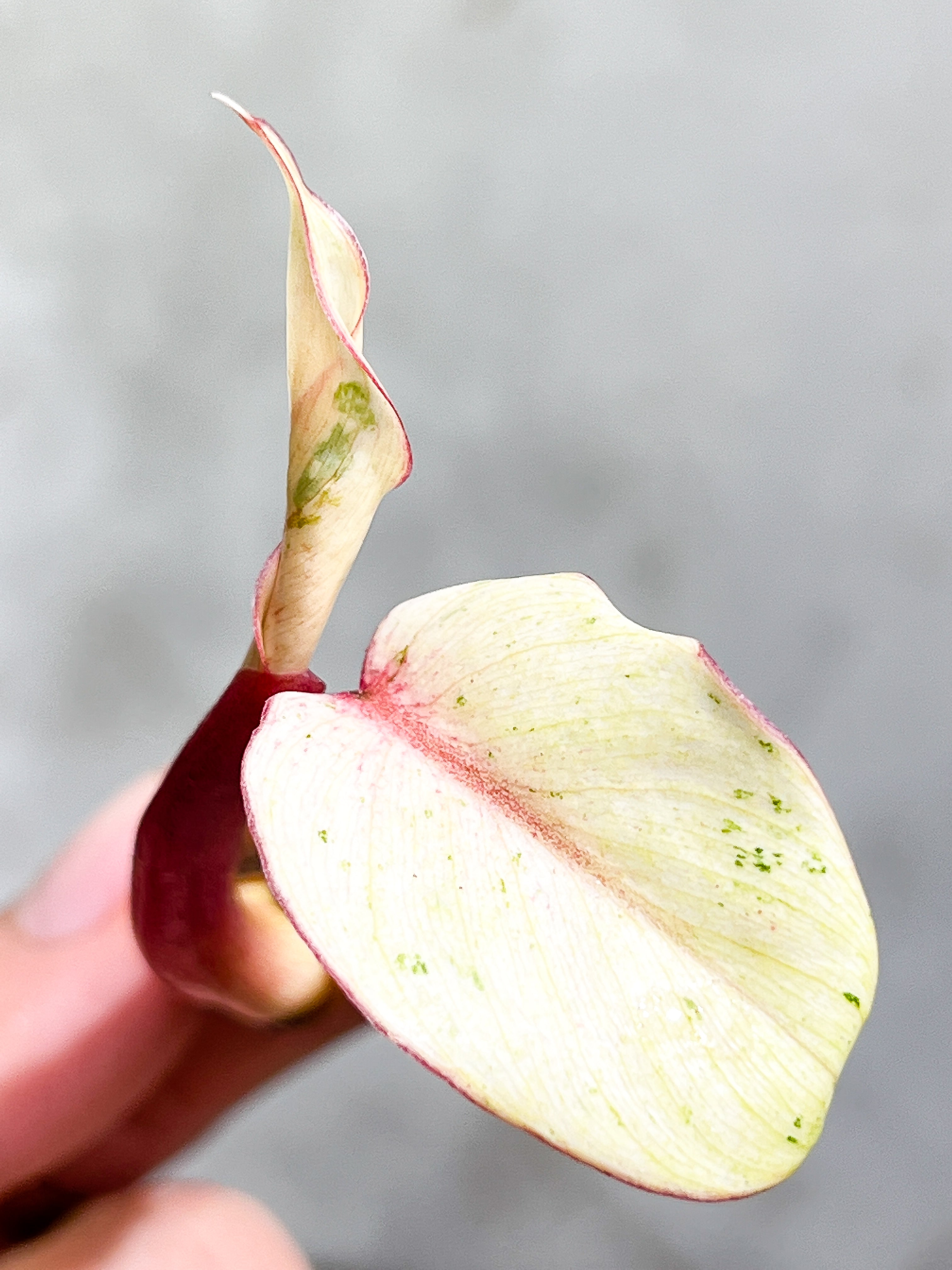 Philodendron Snowdrifts Rooting 2 leaves