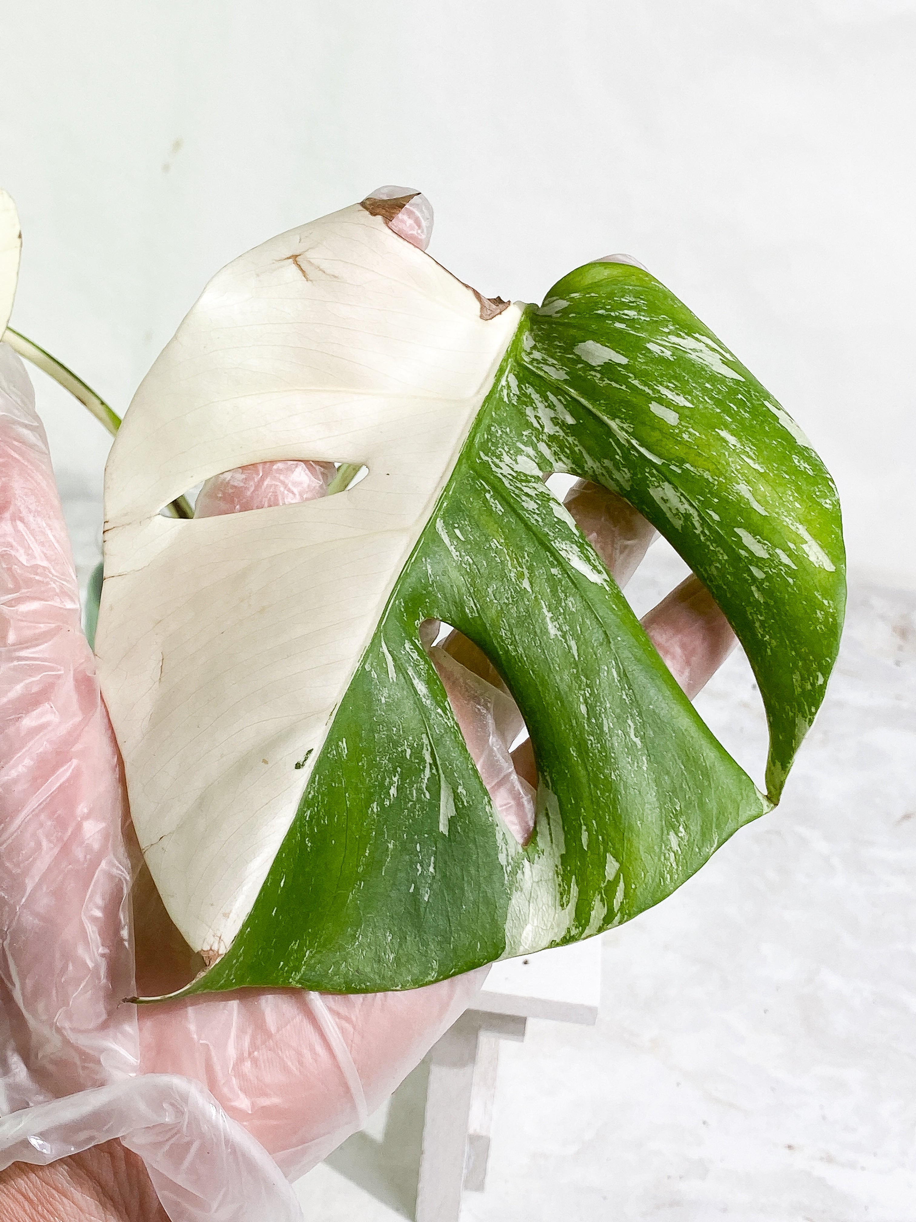Monstera albo variegated 2 leaves Top Cutting Highly Variegated Rooting