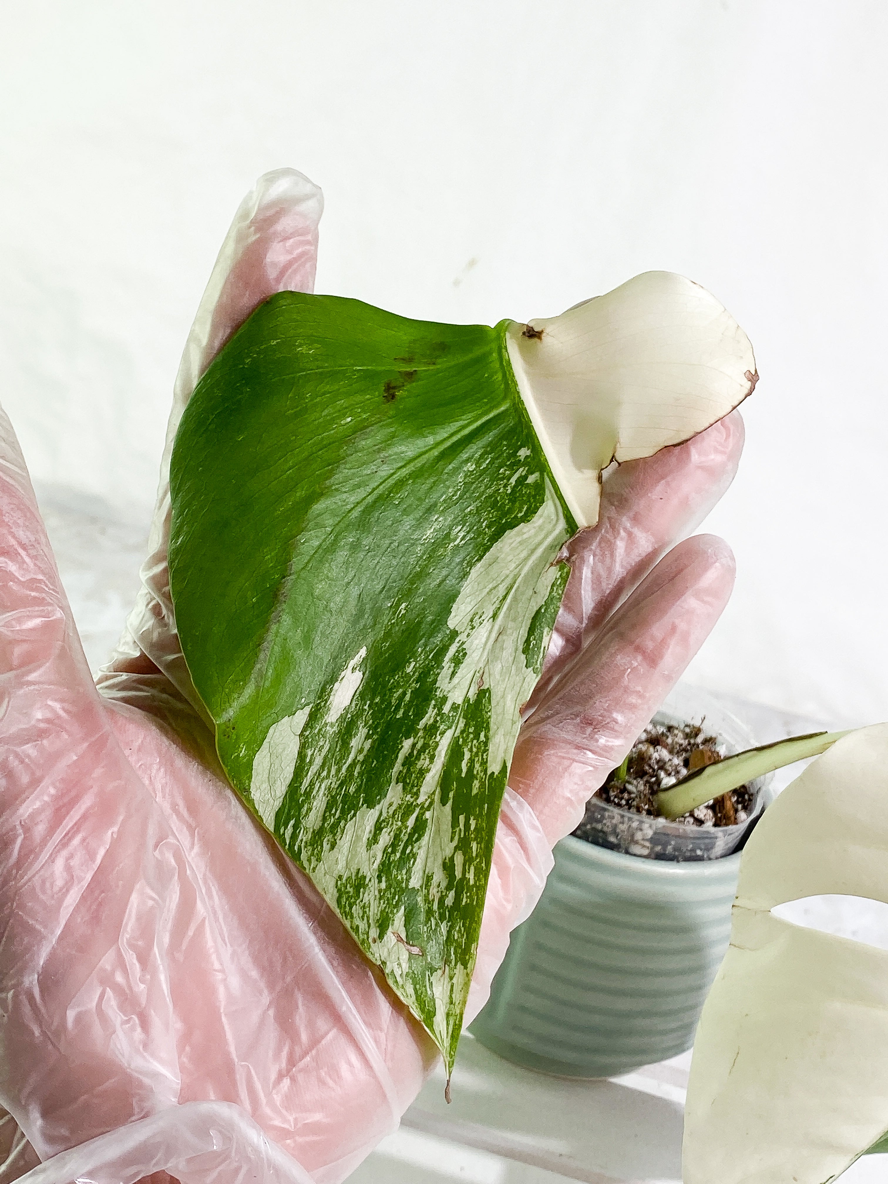 Monstera albo variegated 2 leaves Top Cutting Highly Variegated Rooting