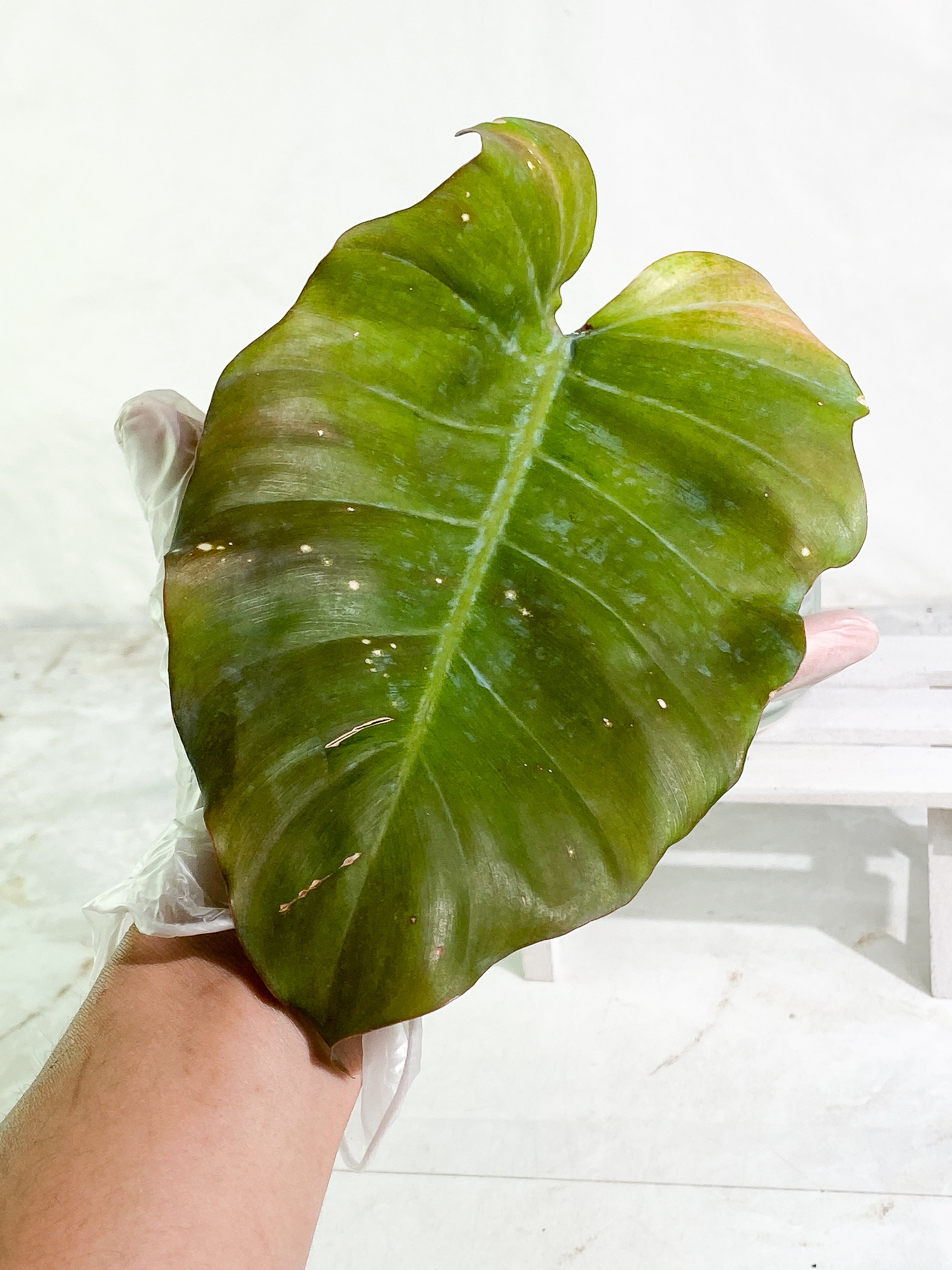 Grower Choice: Philodendron Snowdrifts Rooting 1 leaf 1 growing bud