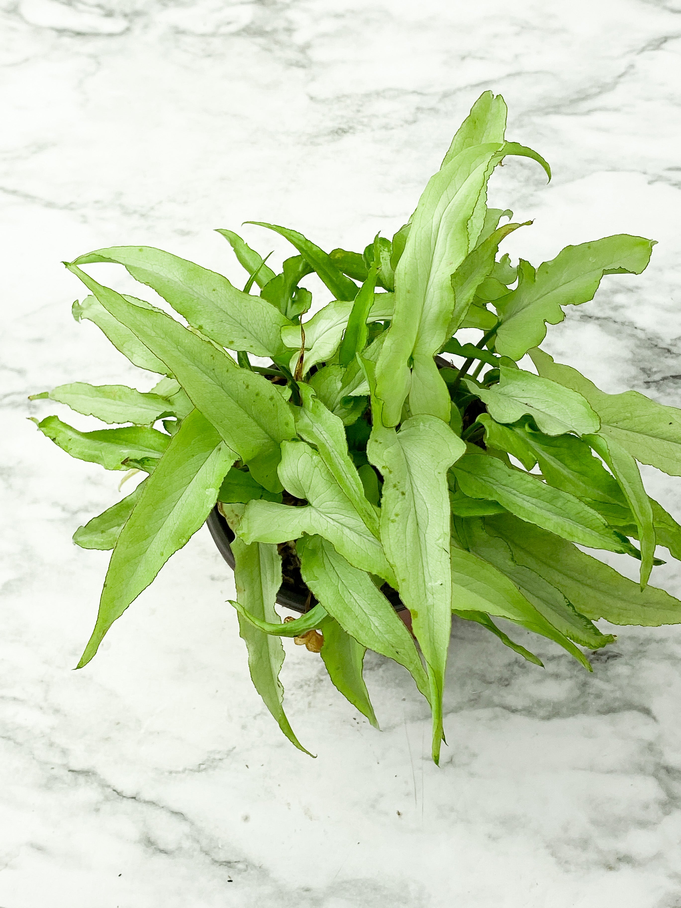 Syngonium Nguengi Laima