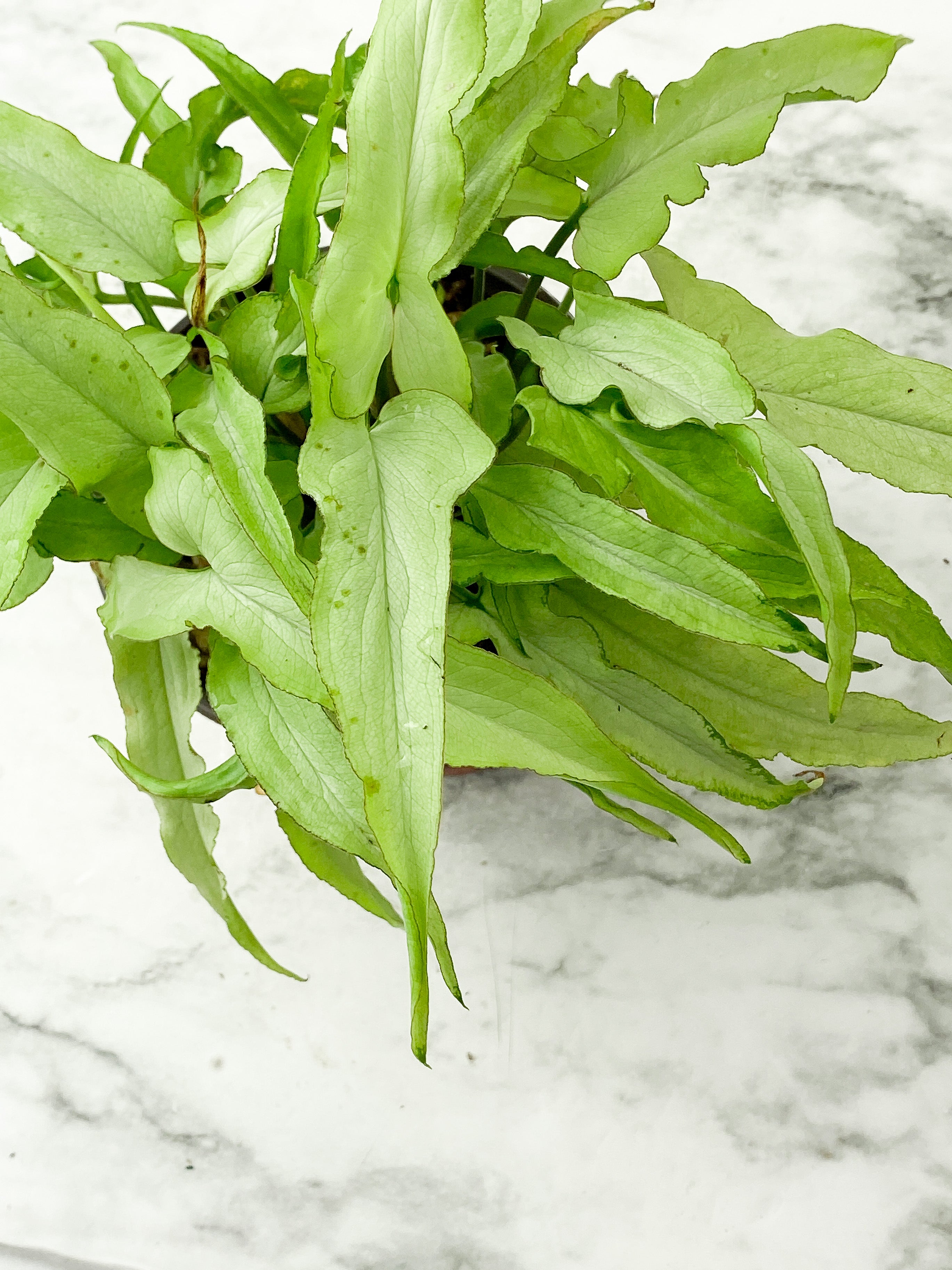 Syngonium Nguengi Laima