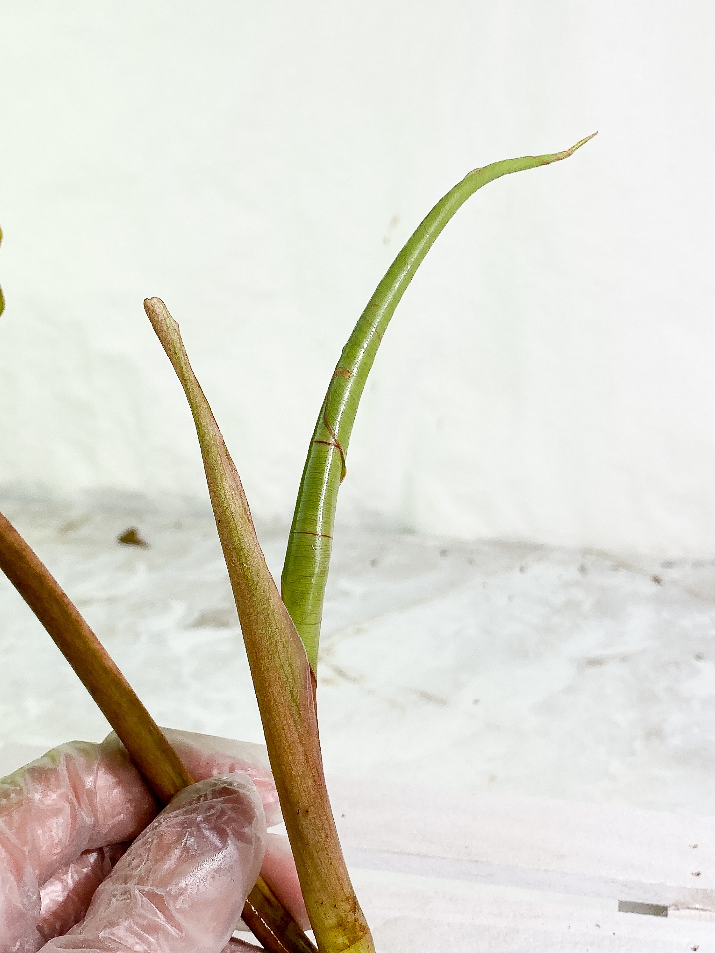 Philodendron Snowdrifts unrooted Top Cutting 2 leaves